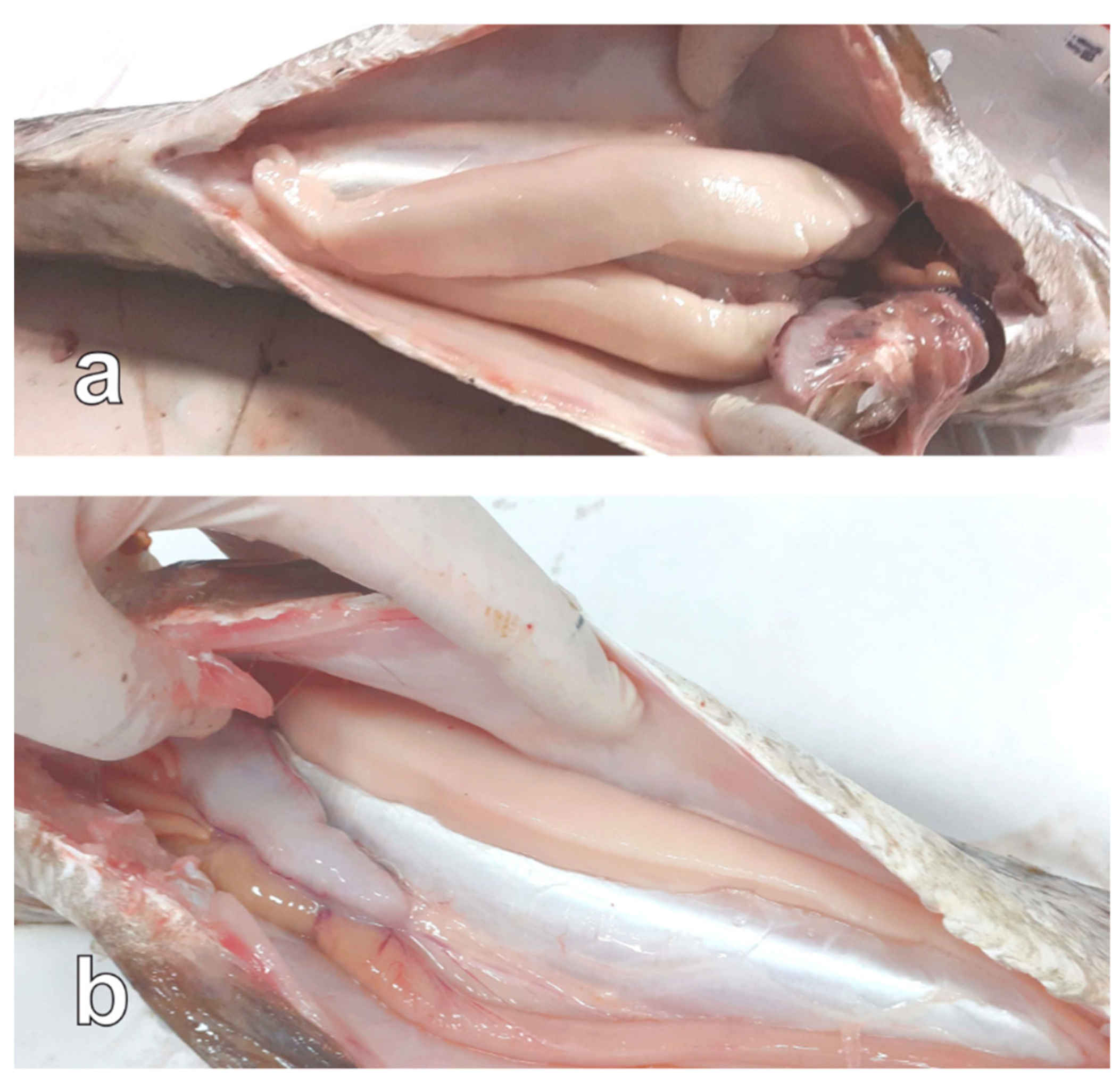 Animals 13 00223 g007