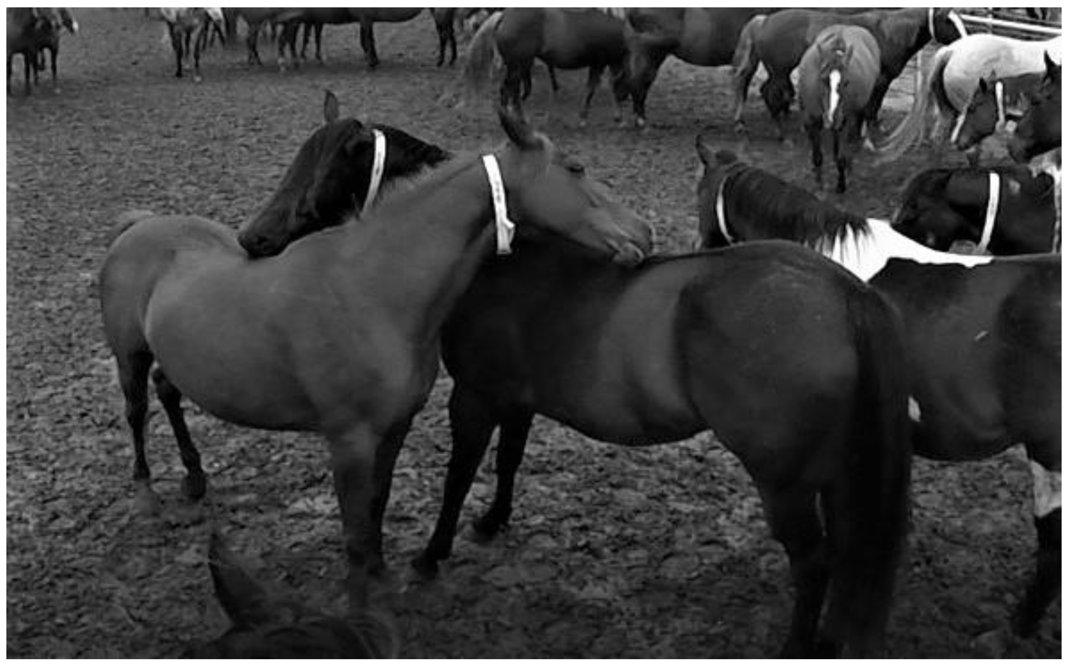 Animals 13 00225 g001 Animals 13 00225 g001