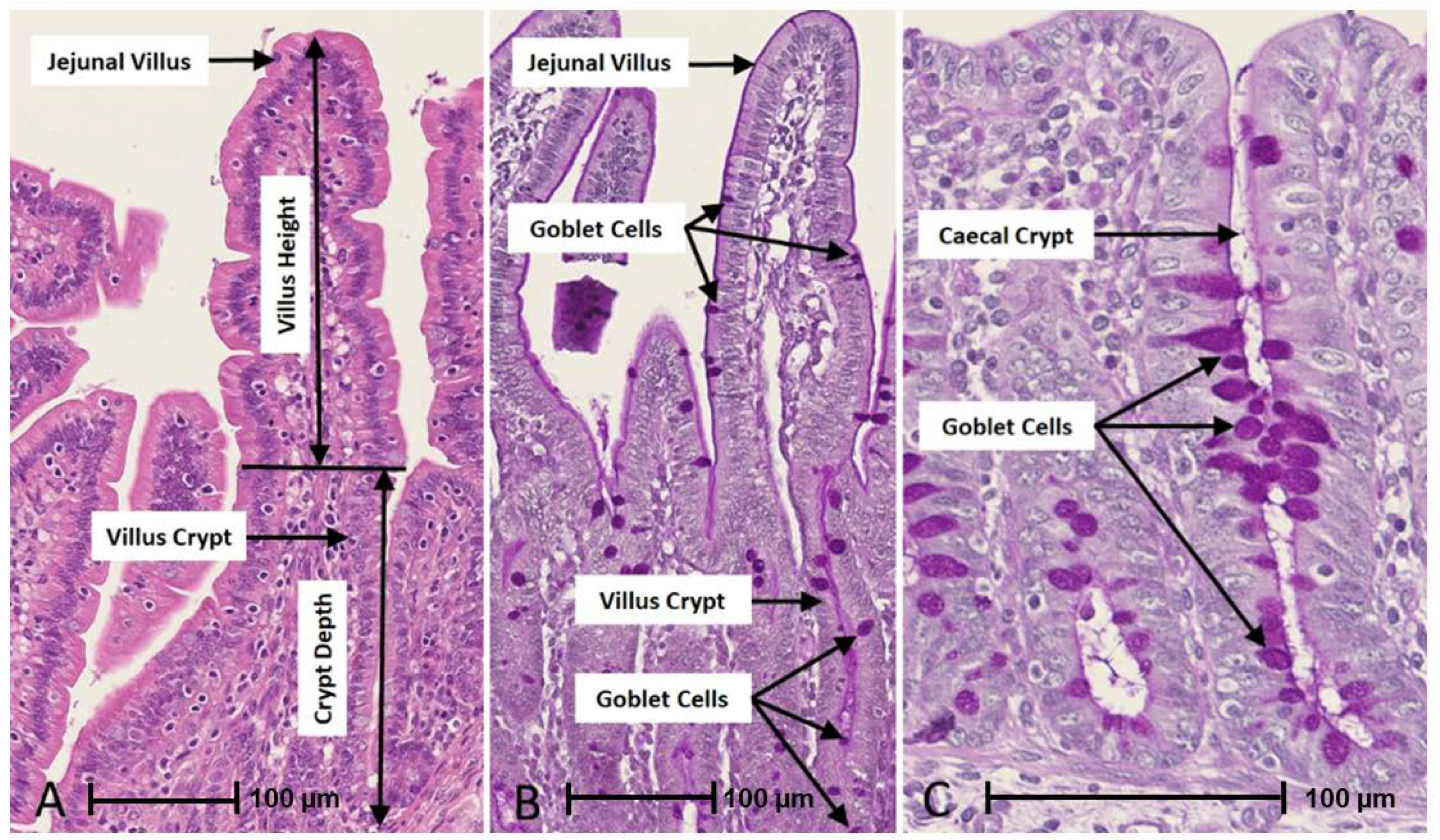 Animals 13 00230 g004