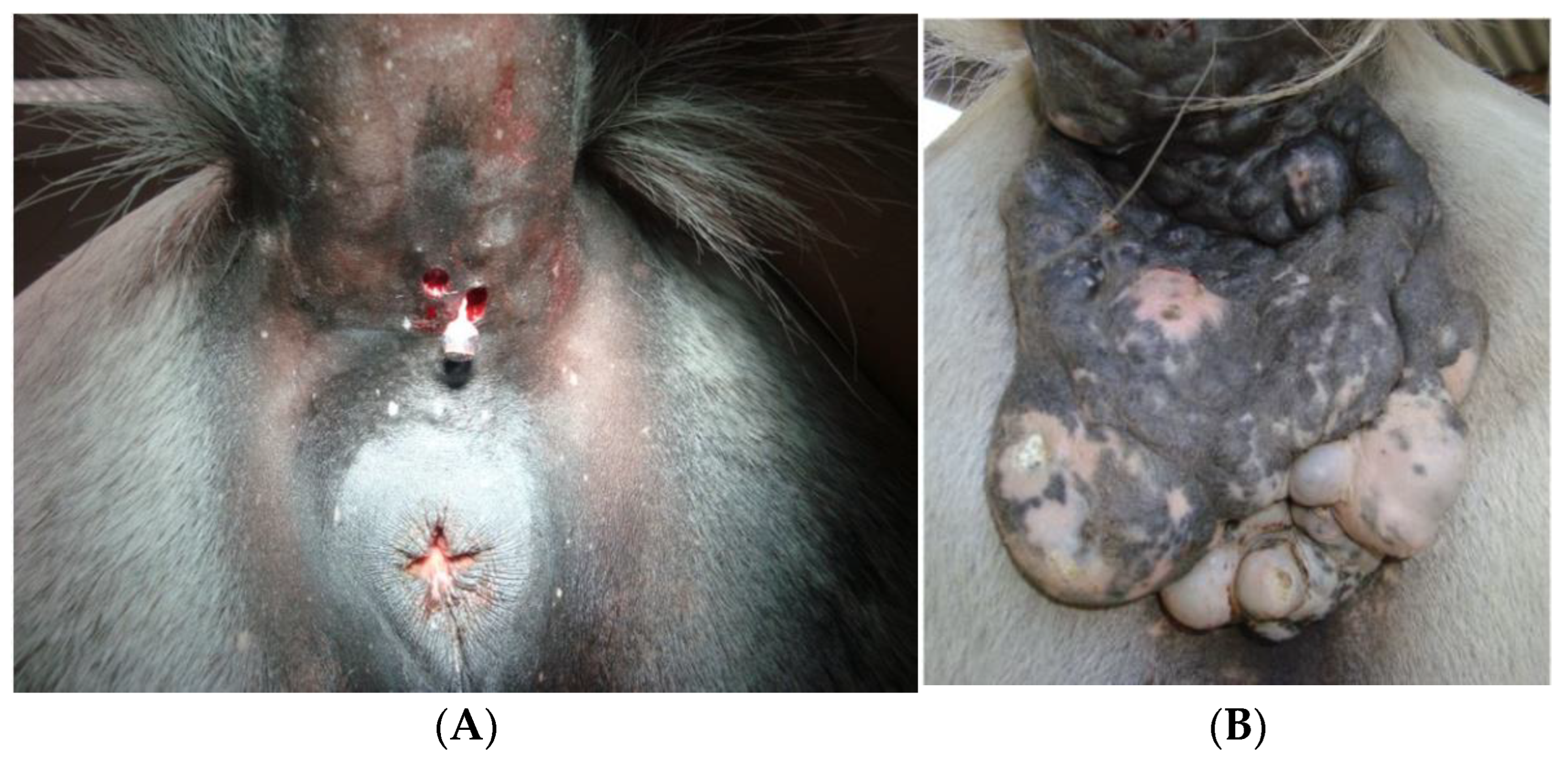 Animals 13 00247 g001