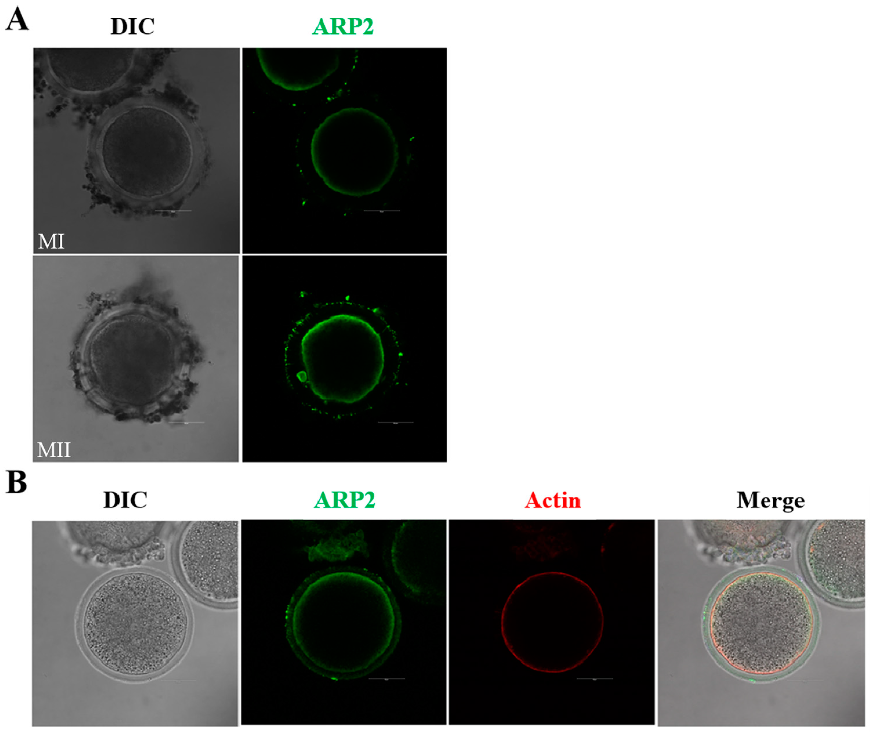 Animals 13 00263 g002 Animals 13 00263 g002