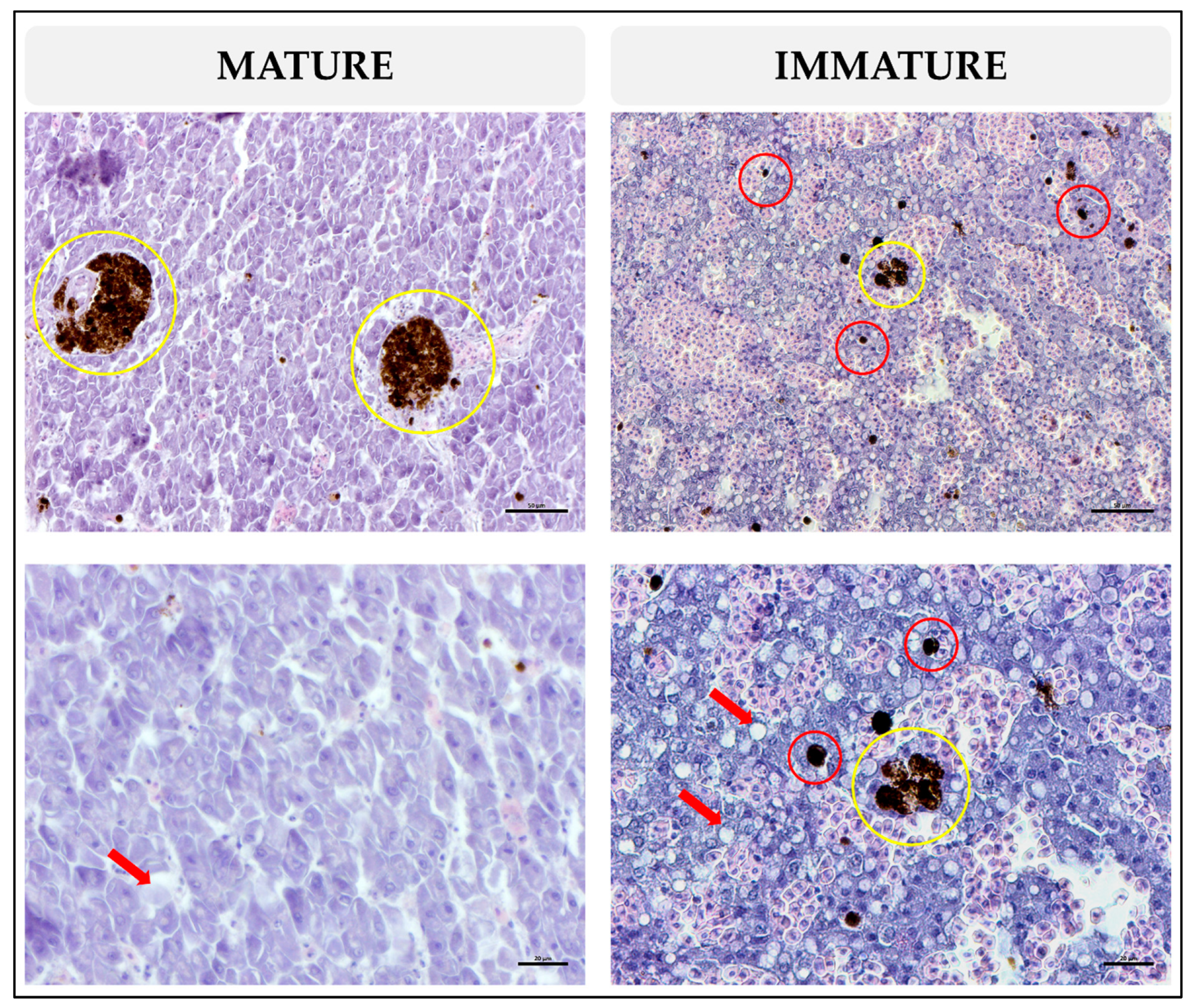 Animals 13 00269 g009 Animals 13 00269 g009