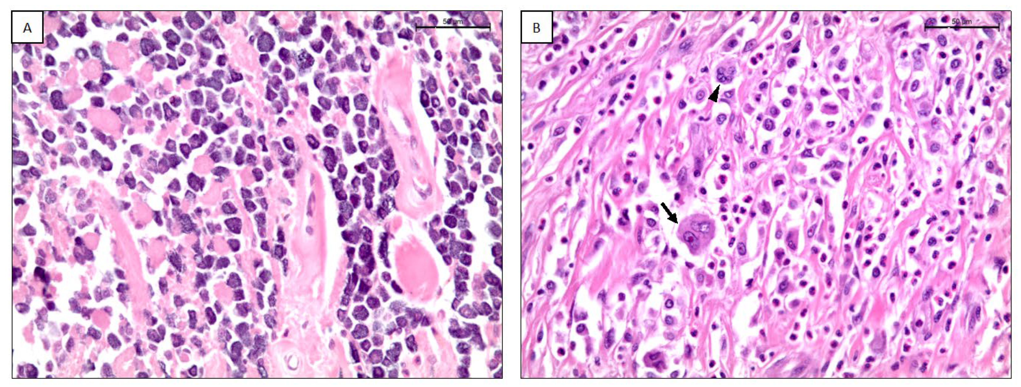 Animals 13 00283 g002