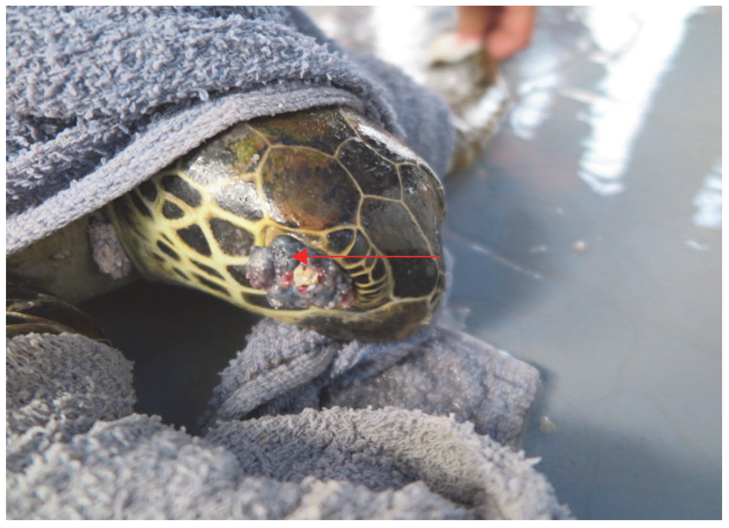 Animals 13 00290 g002