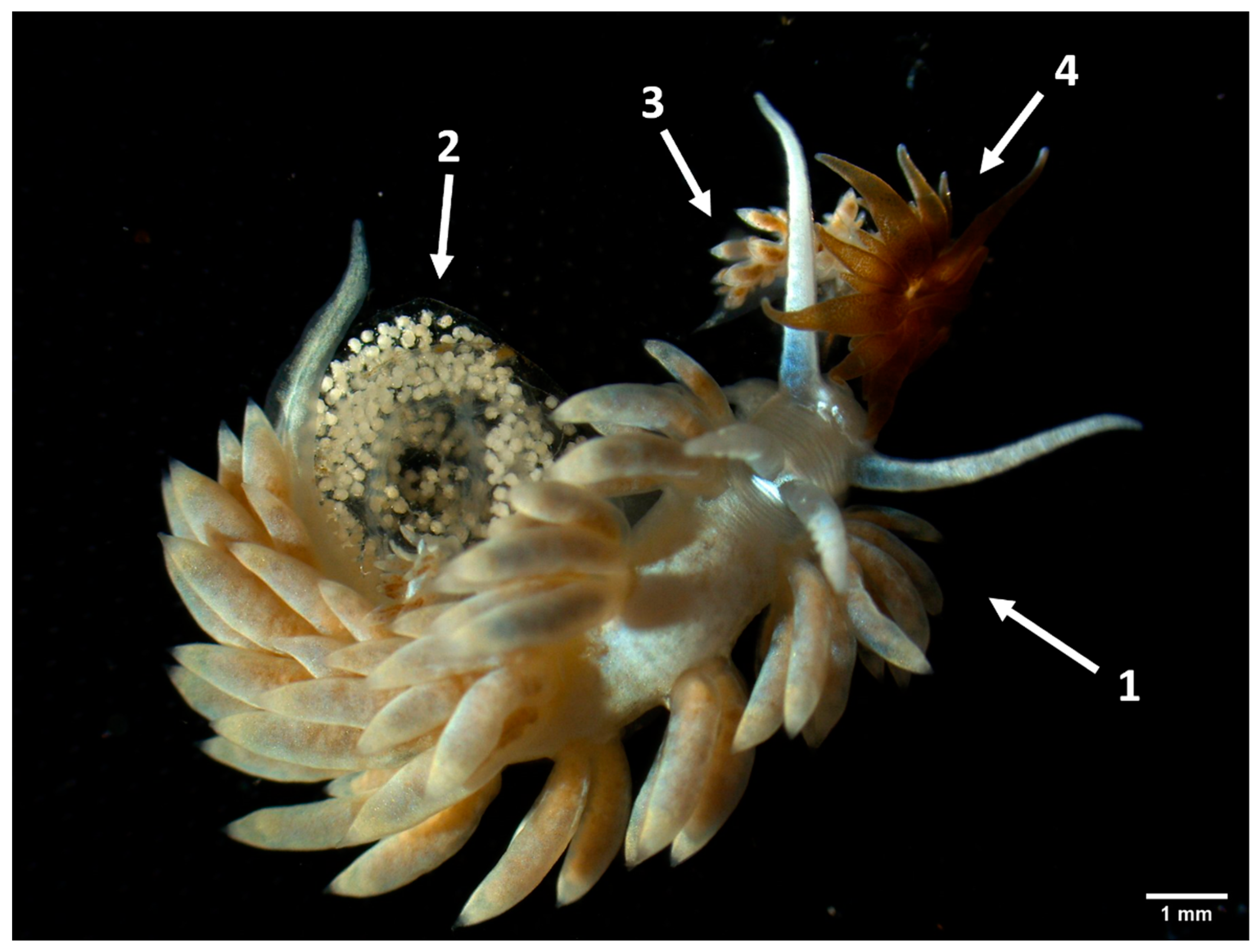 Animals 13 00291 g001