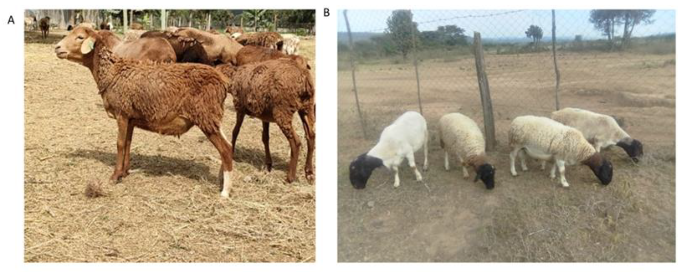 Animals 13 00300 g001