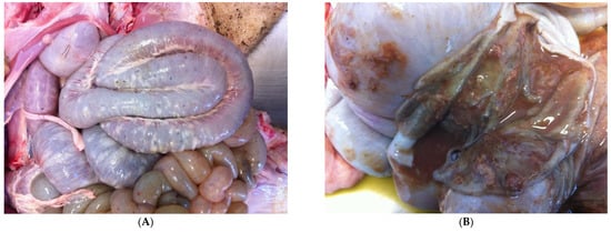 Animals 13 00338 g027