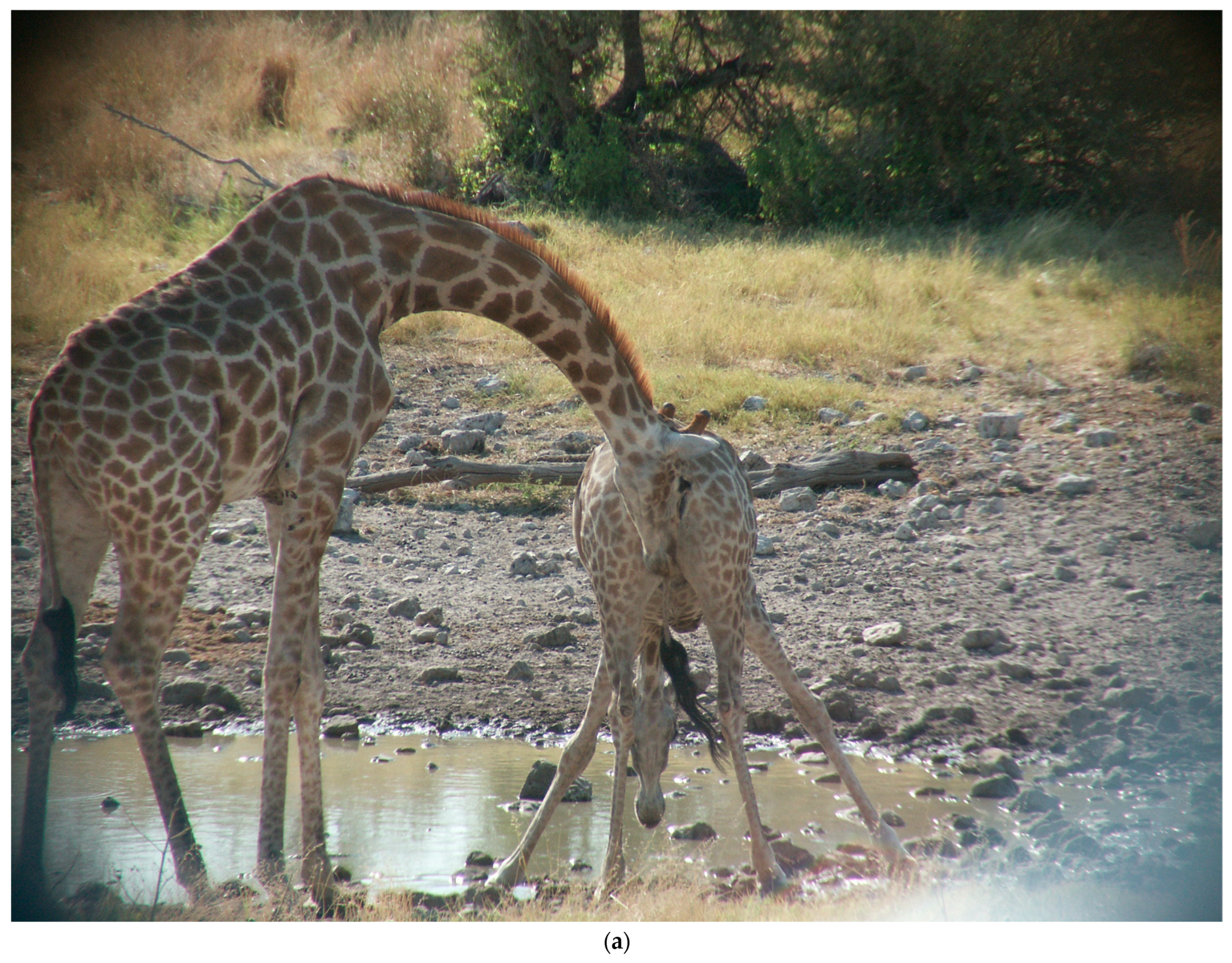 Animals 13 00354 g001a