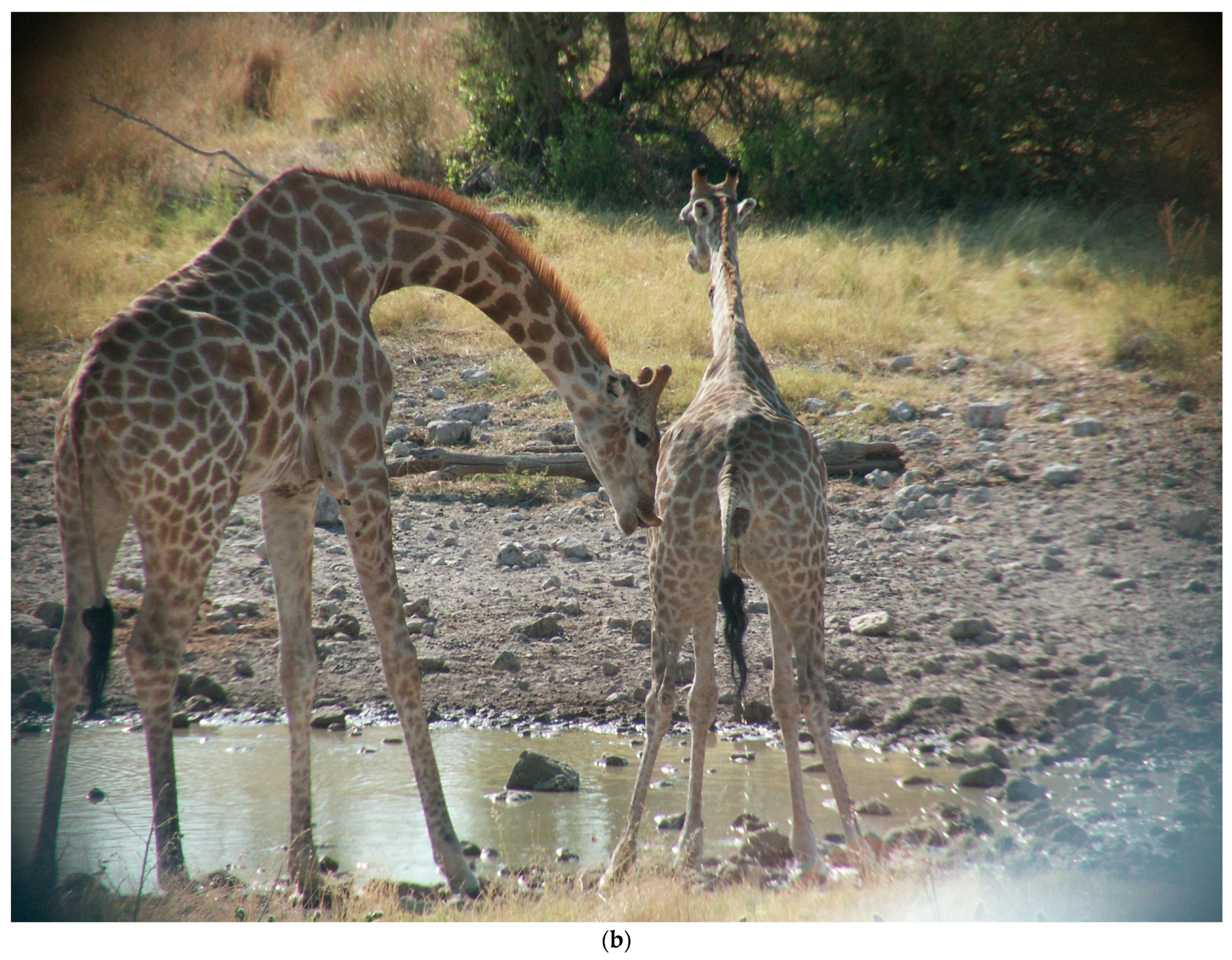 Animals 13 00354 g001b