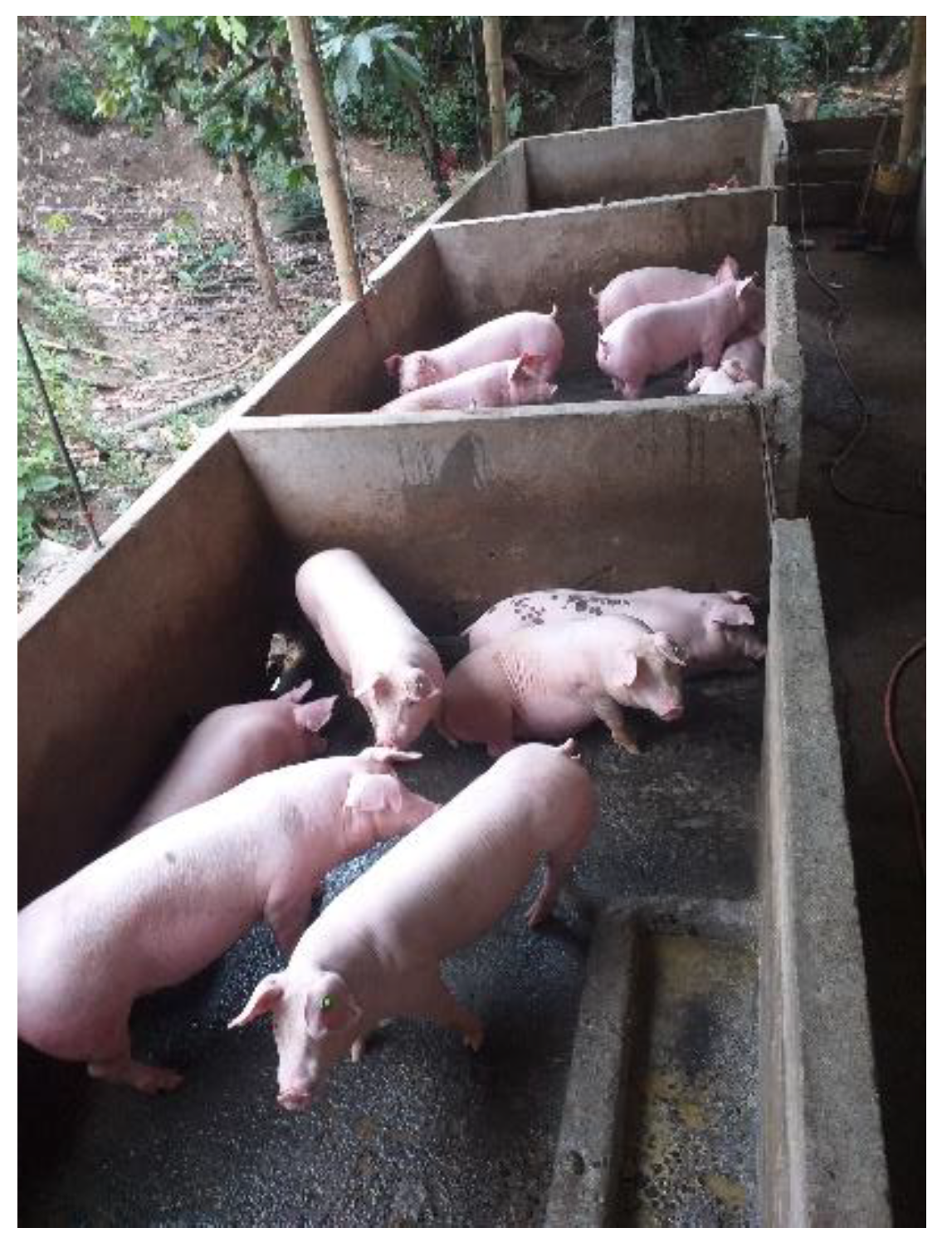 Animals 13 00356 g002