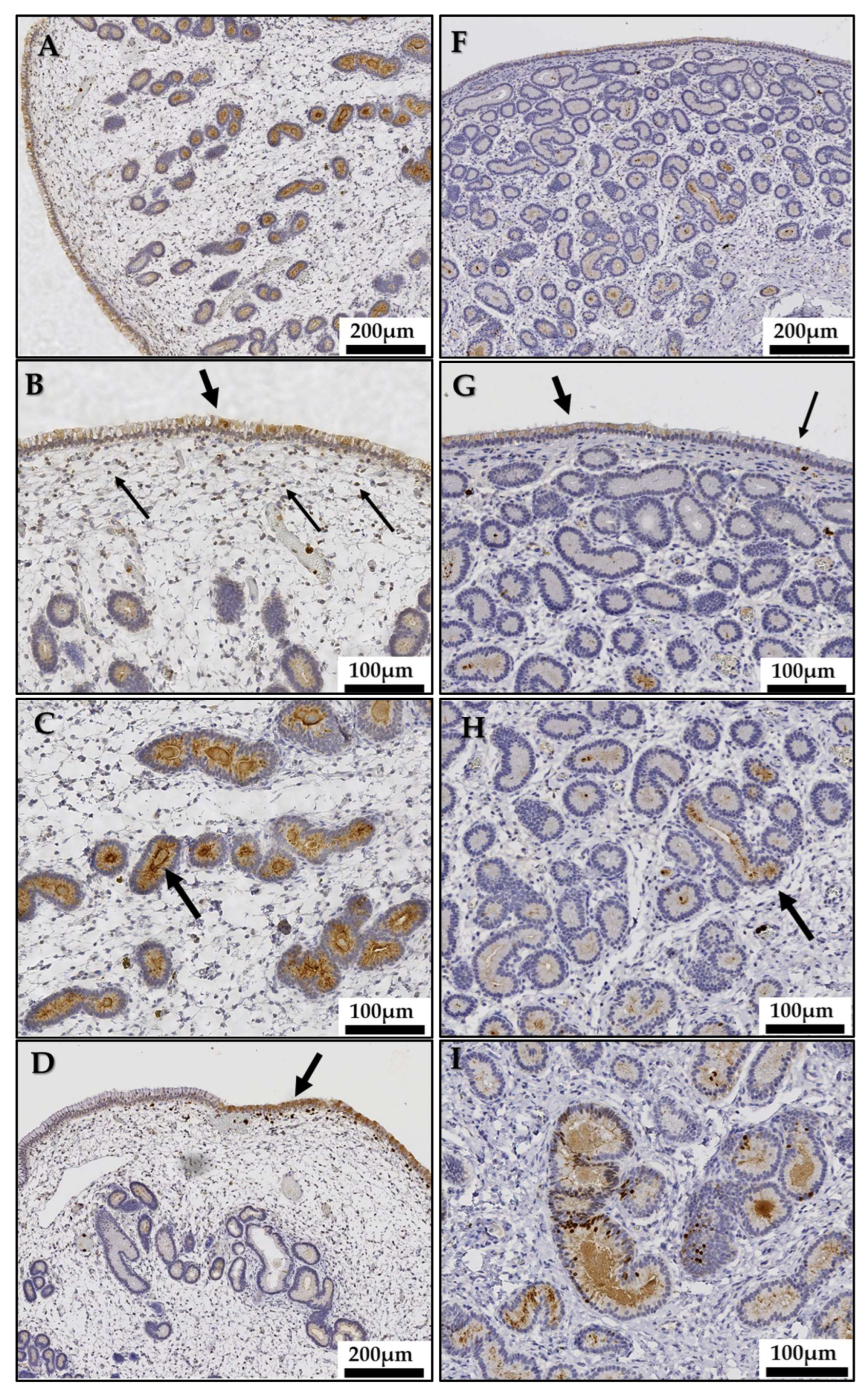 Animals 13 00375 g004a Animals 13 00375 g004a