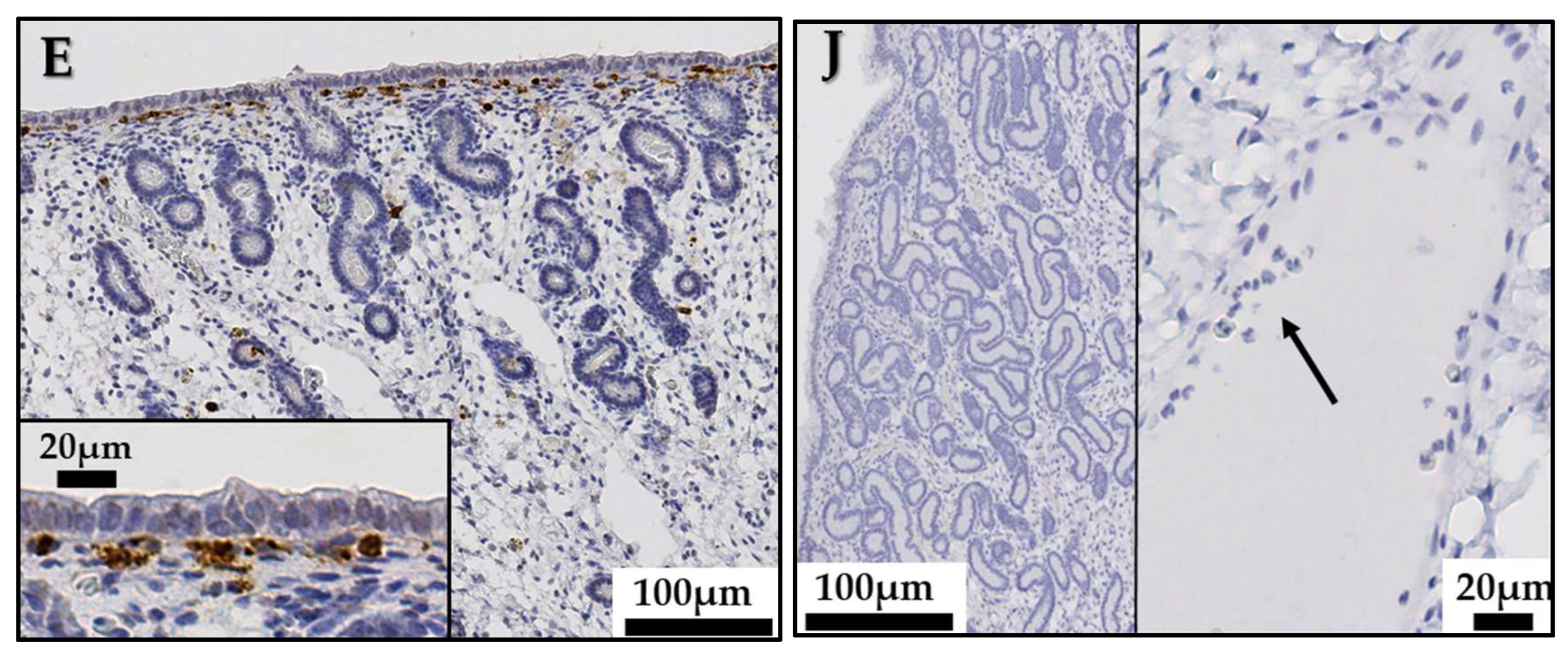 Animals 13 00375 g004b Animals 13 00375 g004b