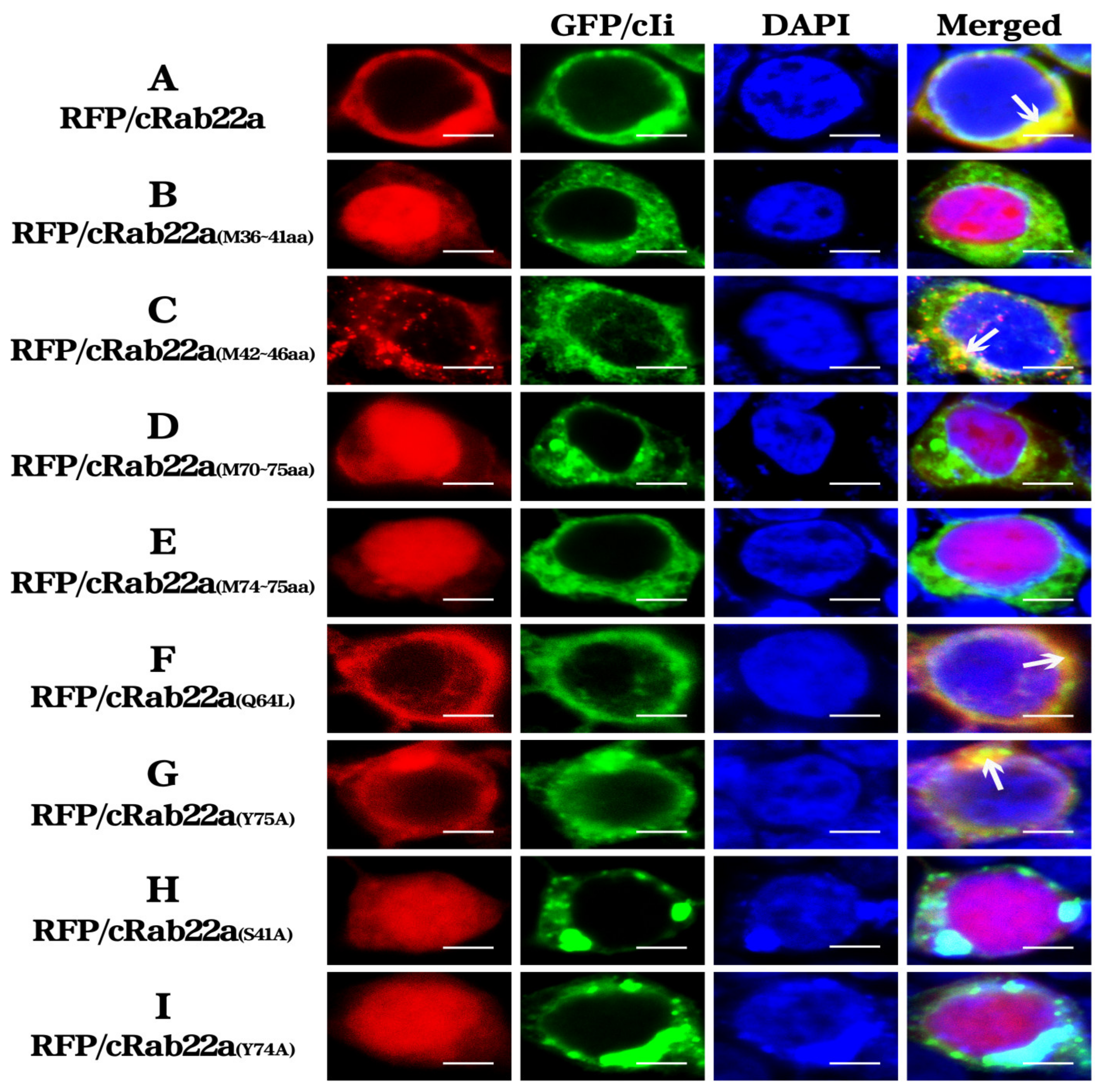 Animals 13 00387 g004