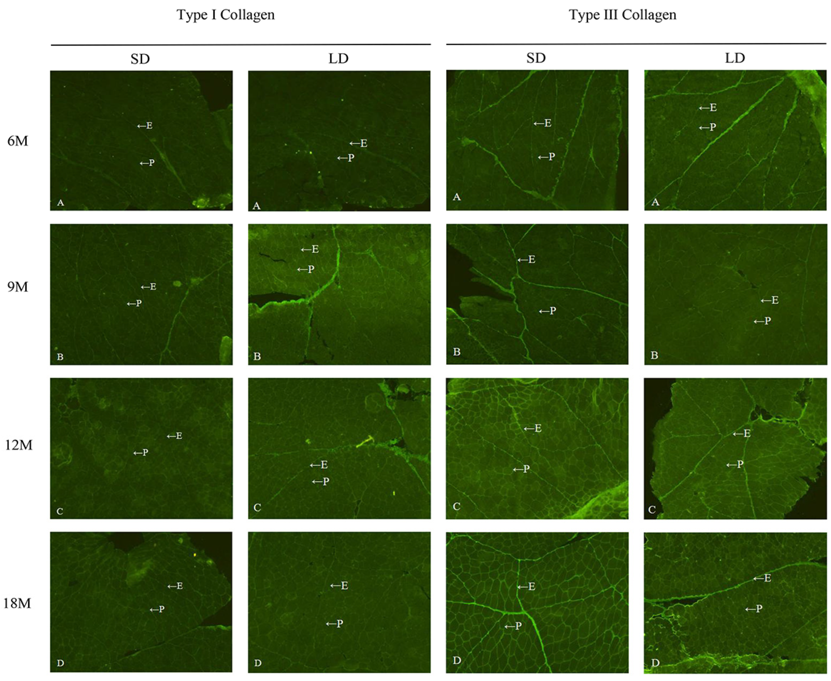 Animals 13 00395 g002