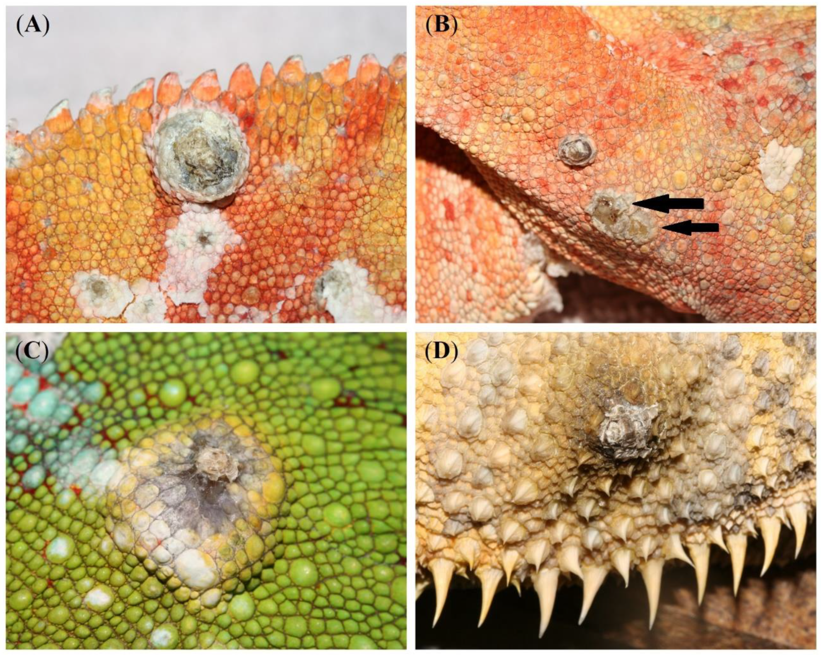 Animals 13 00398 g001 Animals 13 00398 g001