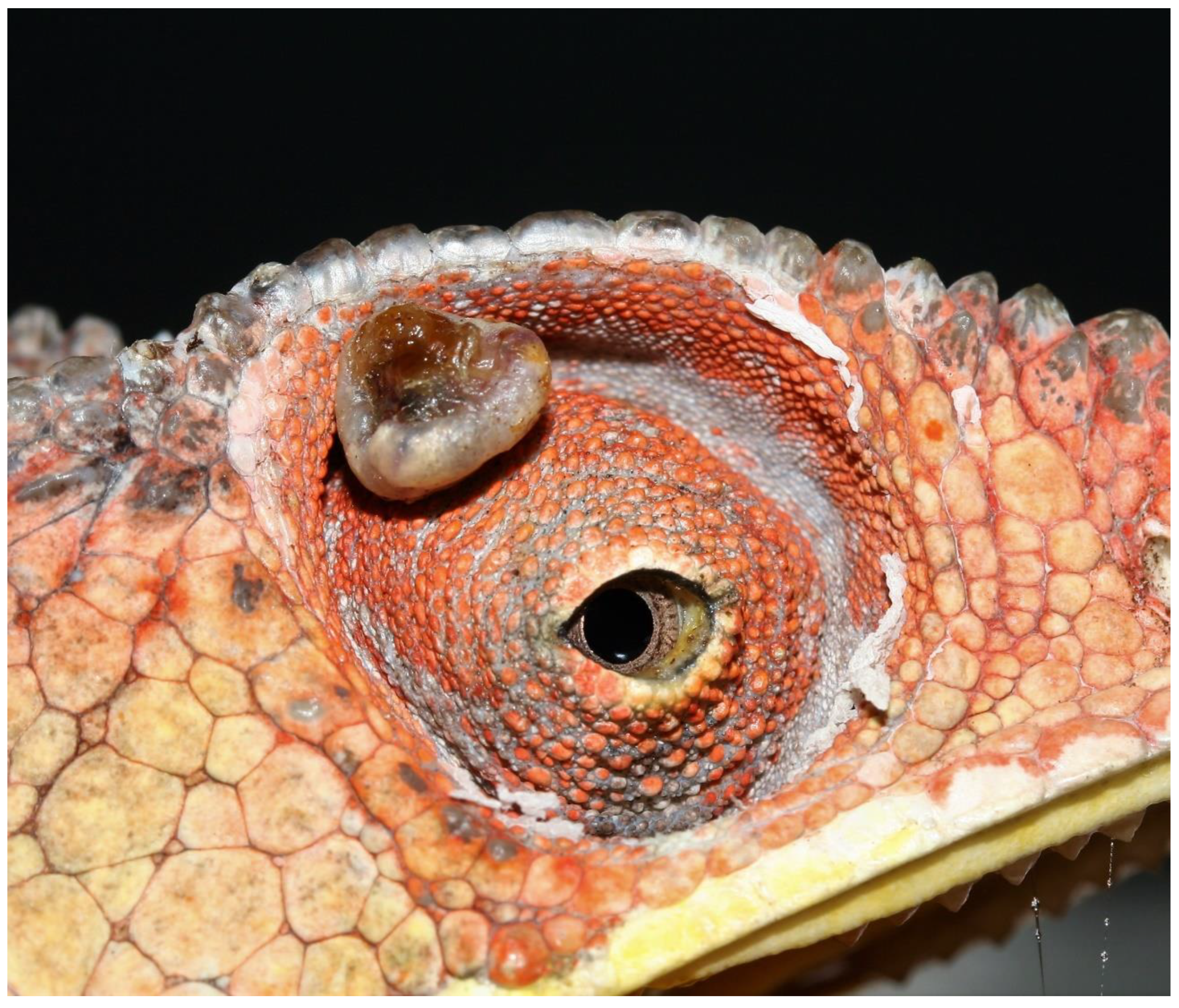 Animals 13 00398 g002 Animals 13 00398 g002