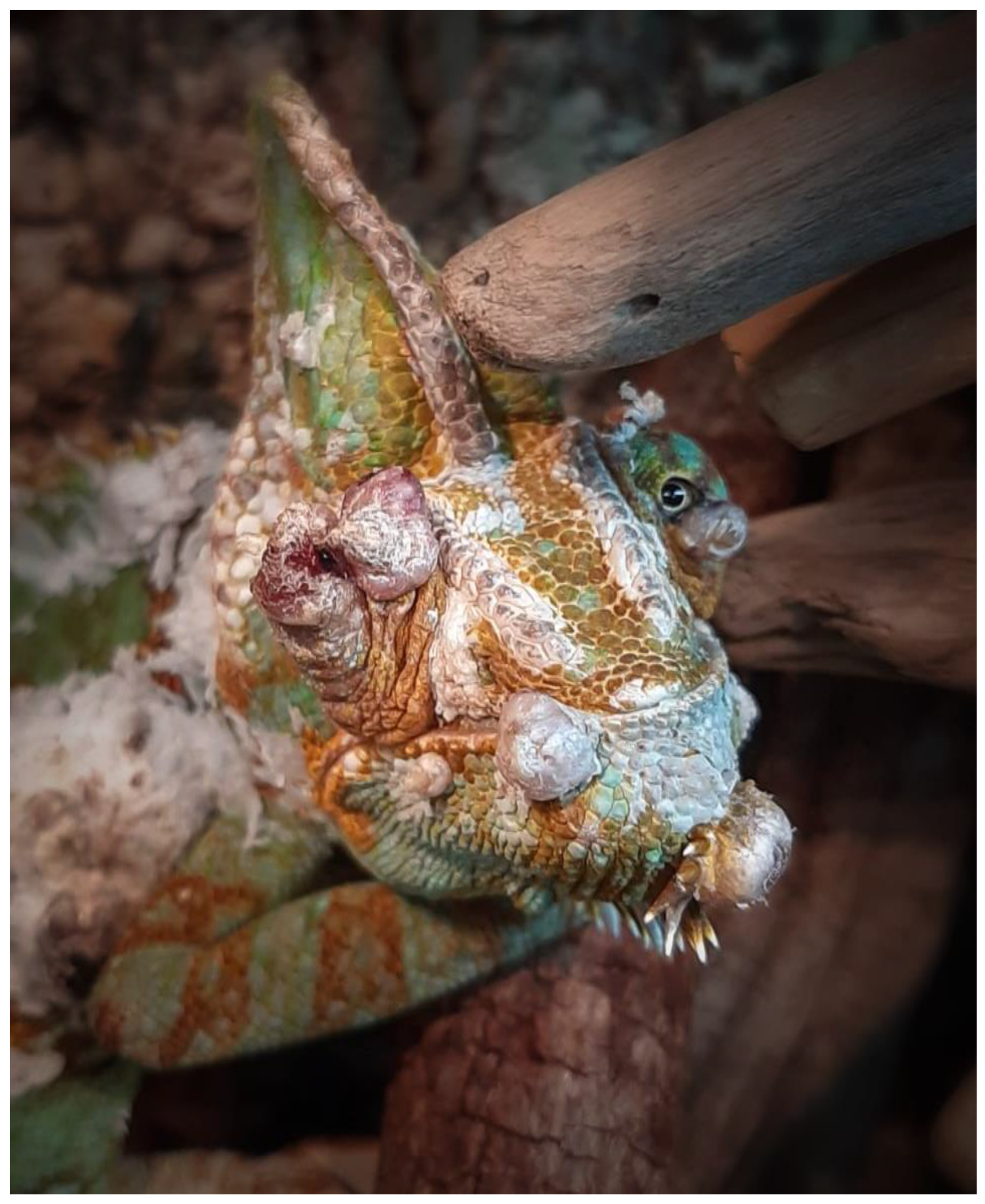 Animals 13 00398 g003 Animals 13 00398 g003