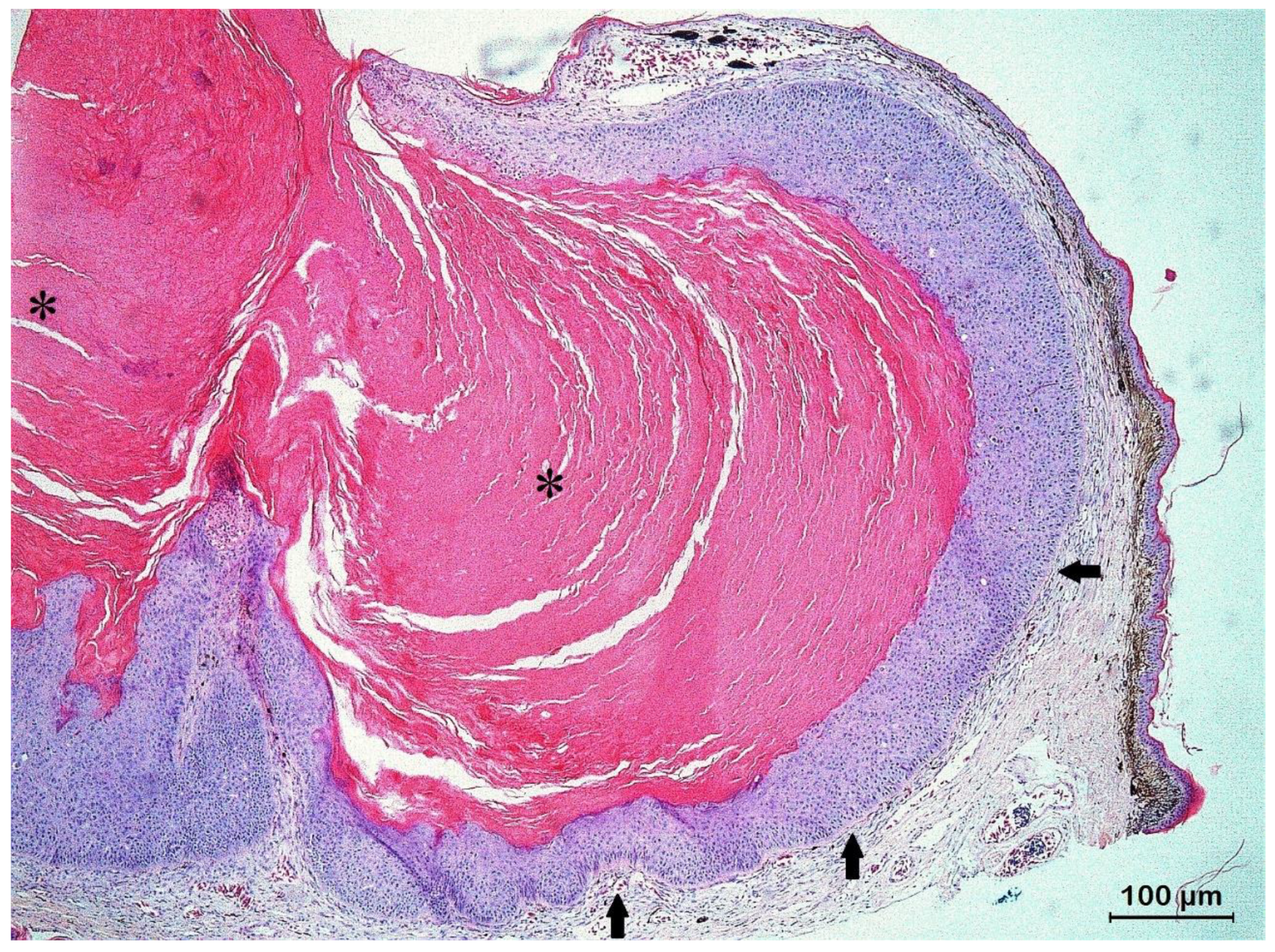 Animals 13 00398 g004 Animals 13 00398 g004