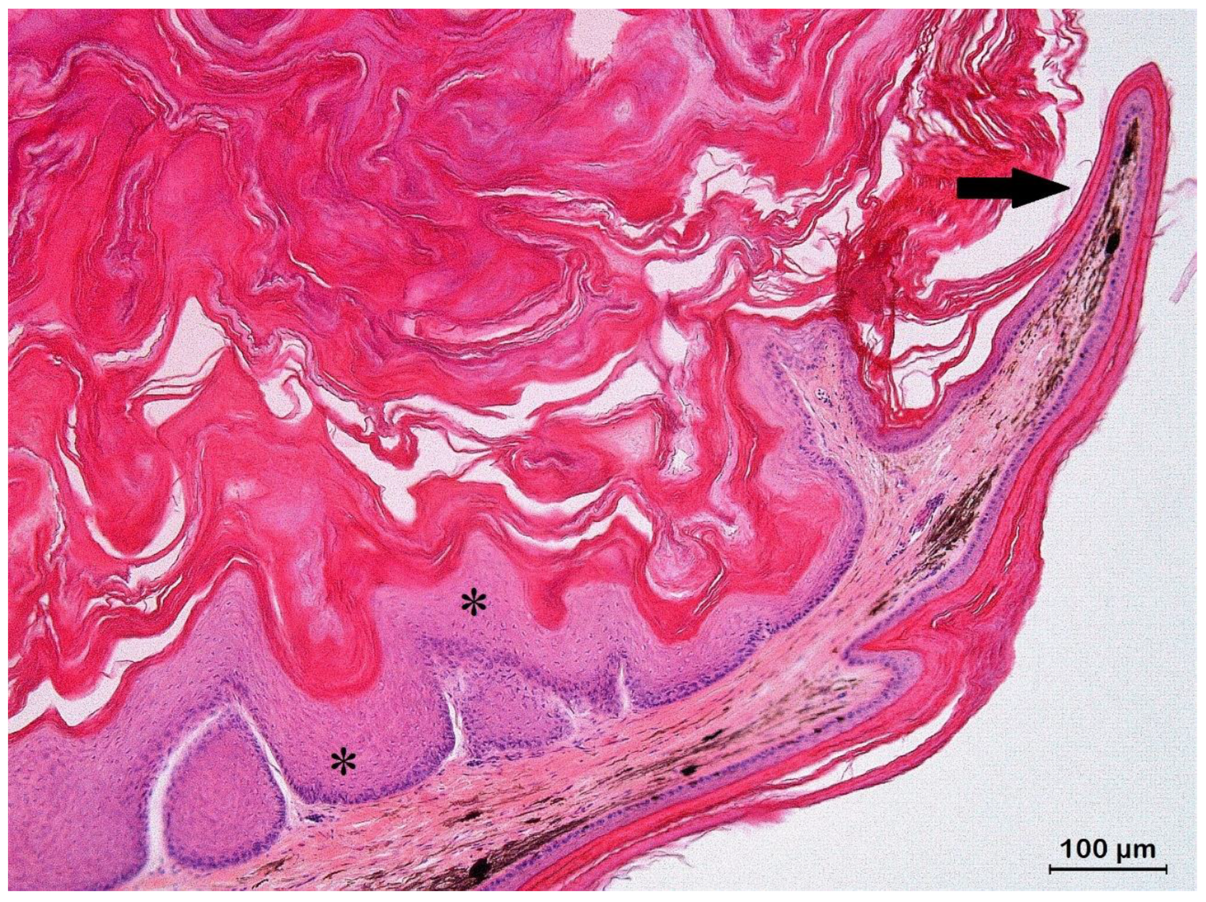 Animals 13 00398 g005 Animals 13 00398 g005