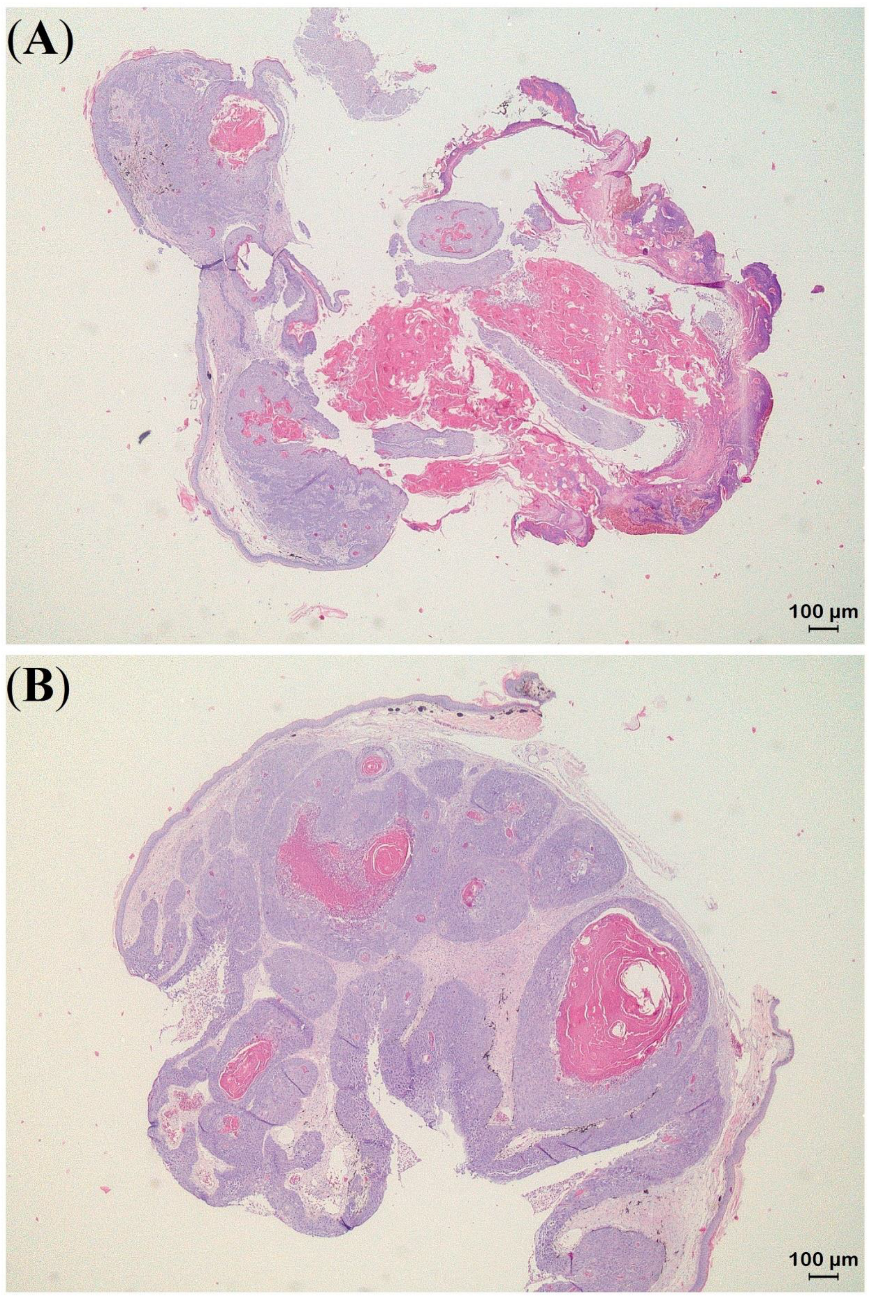 Animals 13 00398 g006 Animals 13 00398 g006