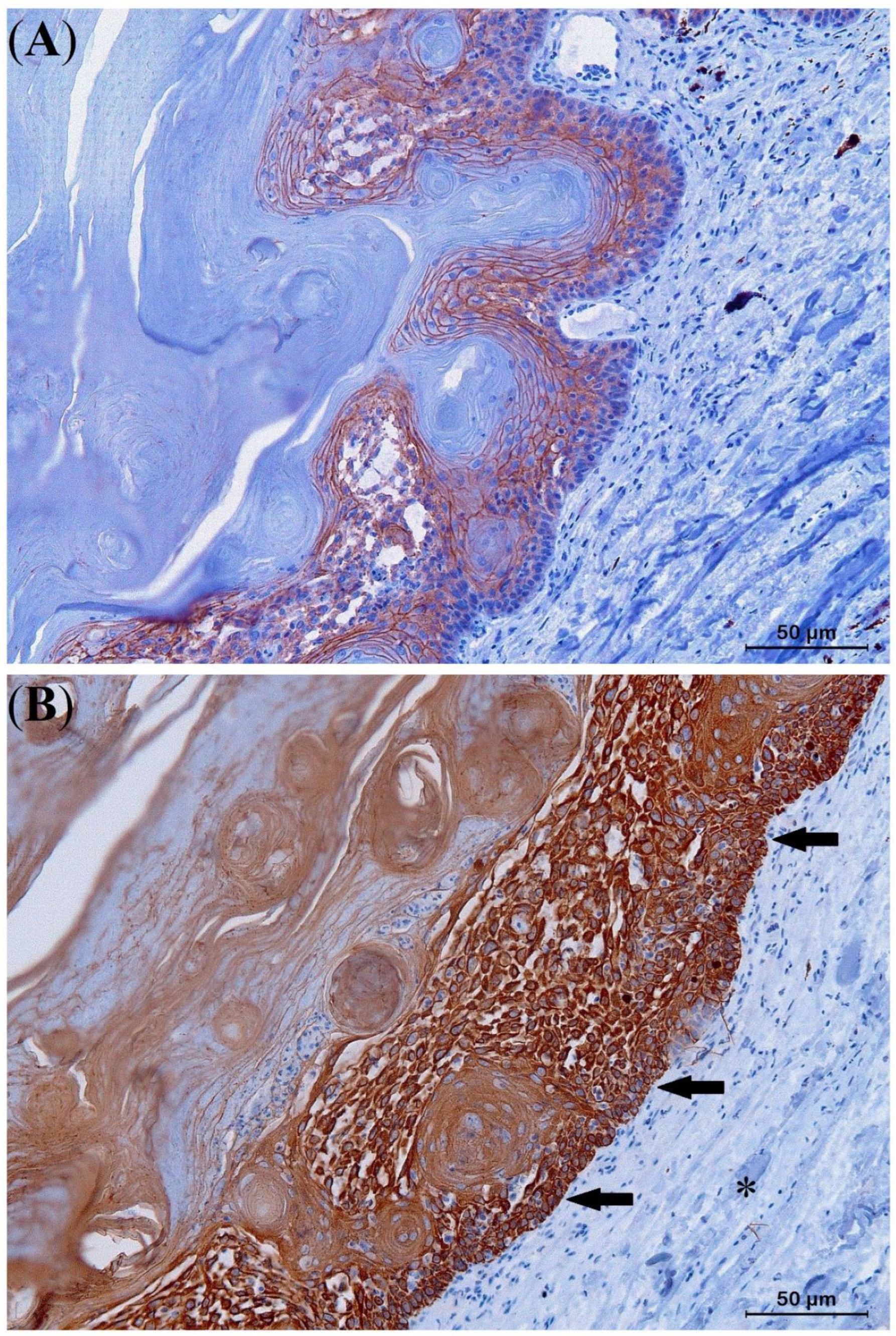 Animals 13 00398 g007 Animals 13 00398 g007