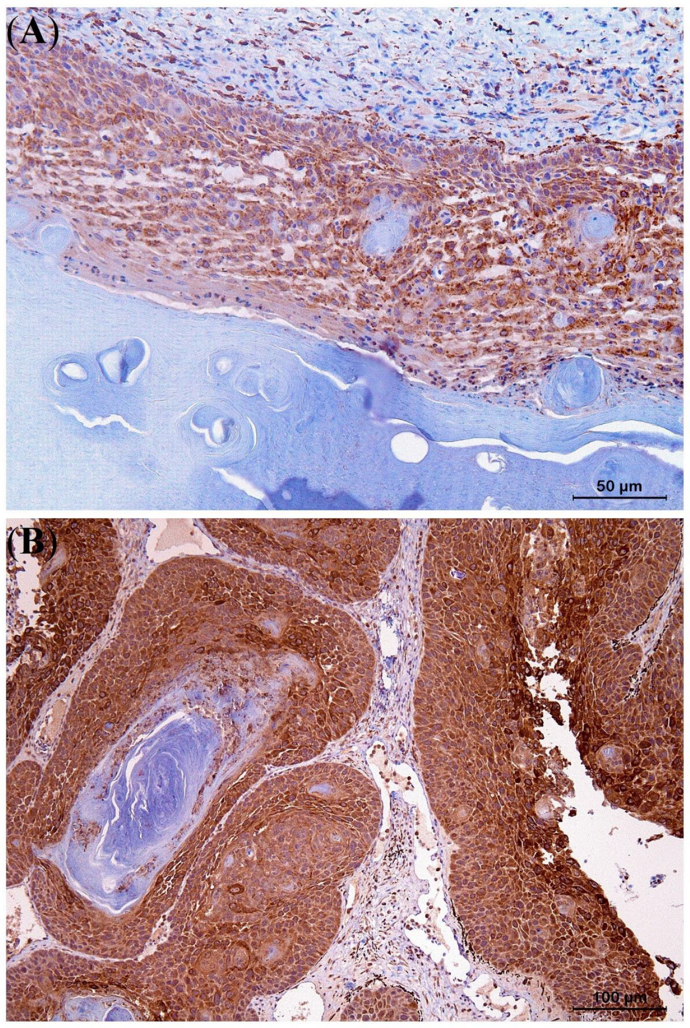 Animals 13 00398 g008 Animals 13 00398 g008