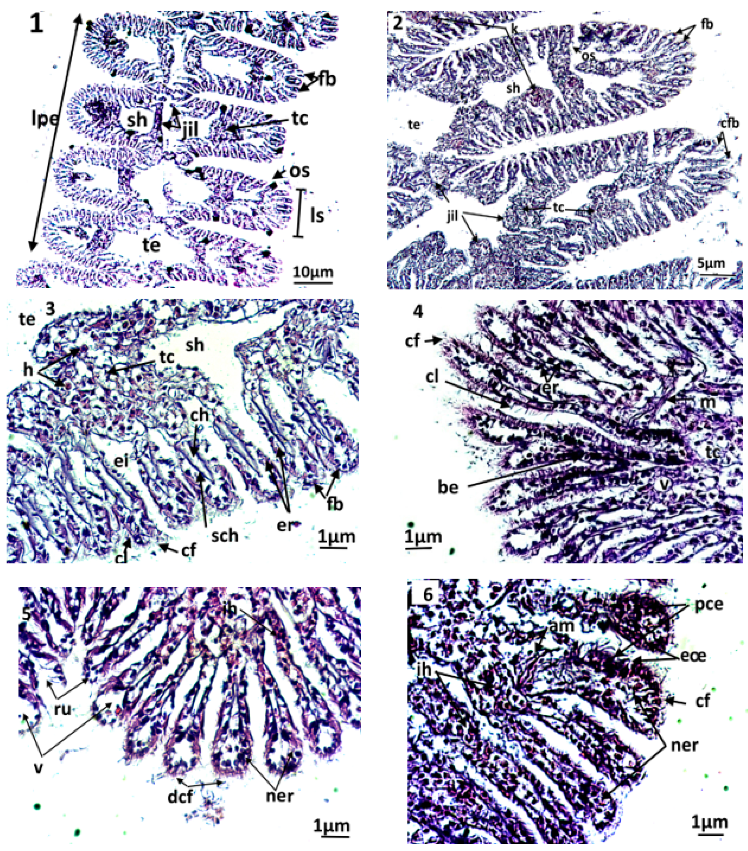 Animals 13 00402 g003