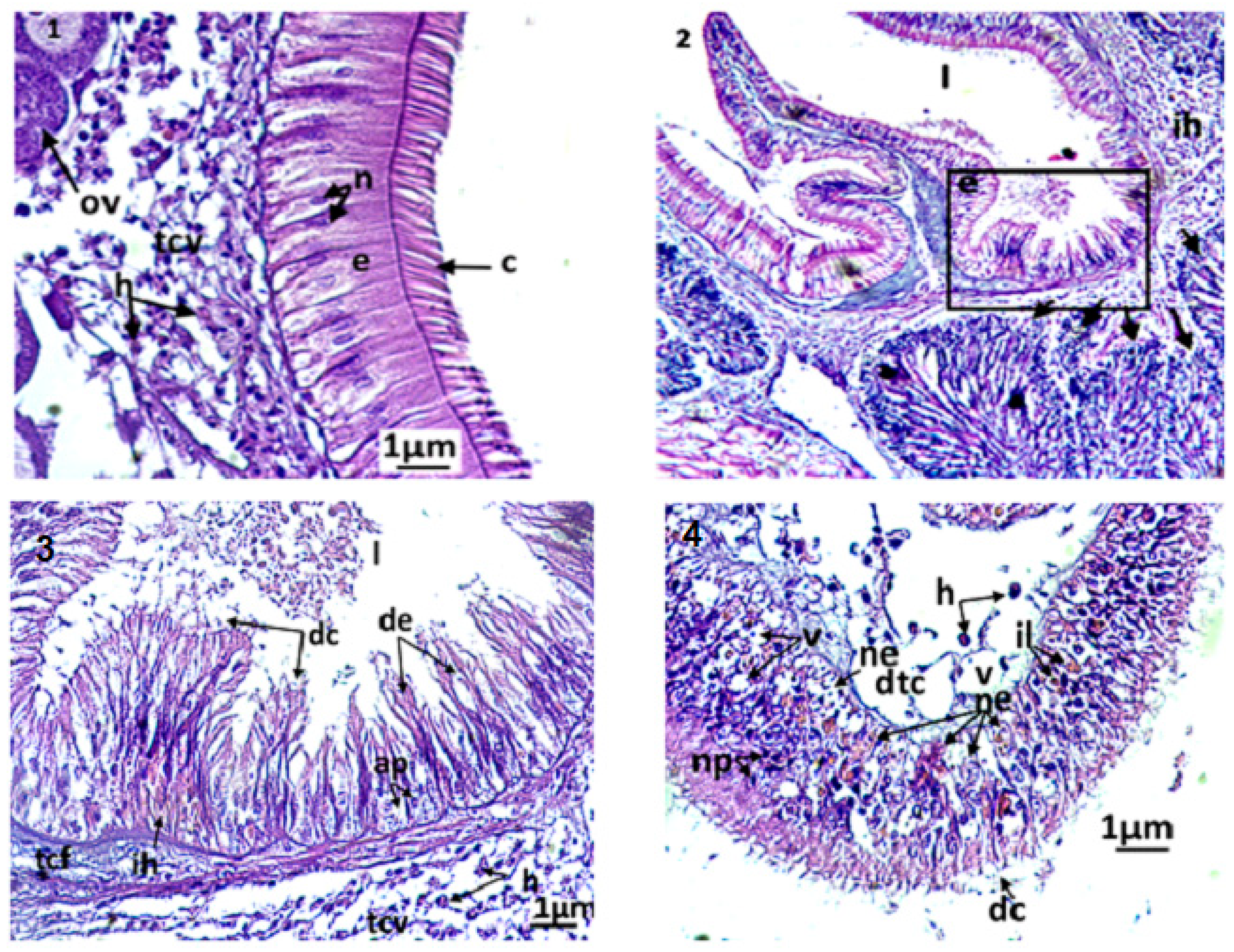 Animals 13 00402 g005