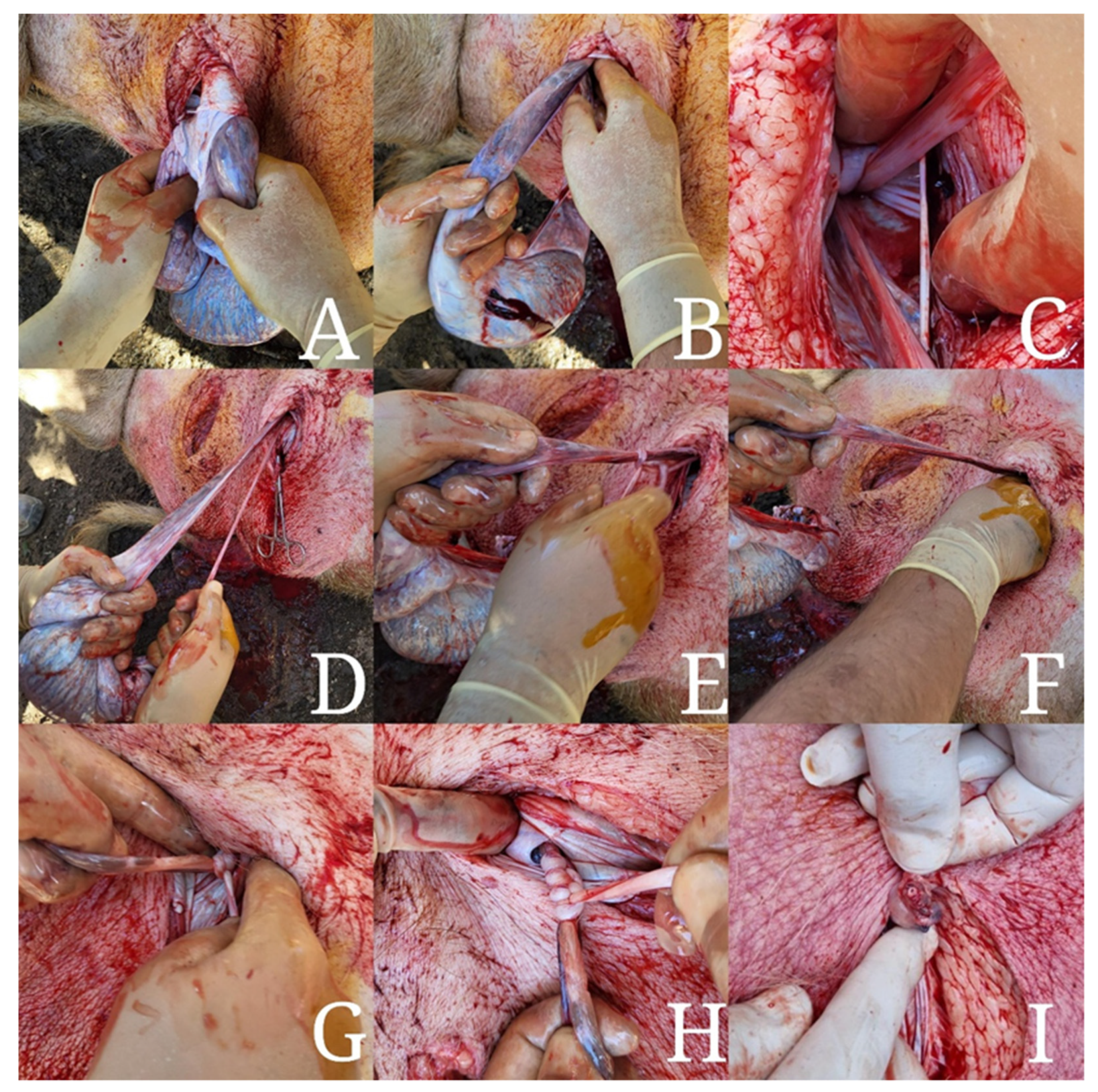 Animals 13 00407 g002