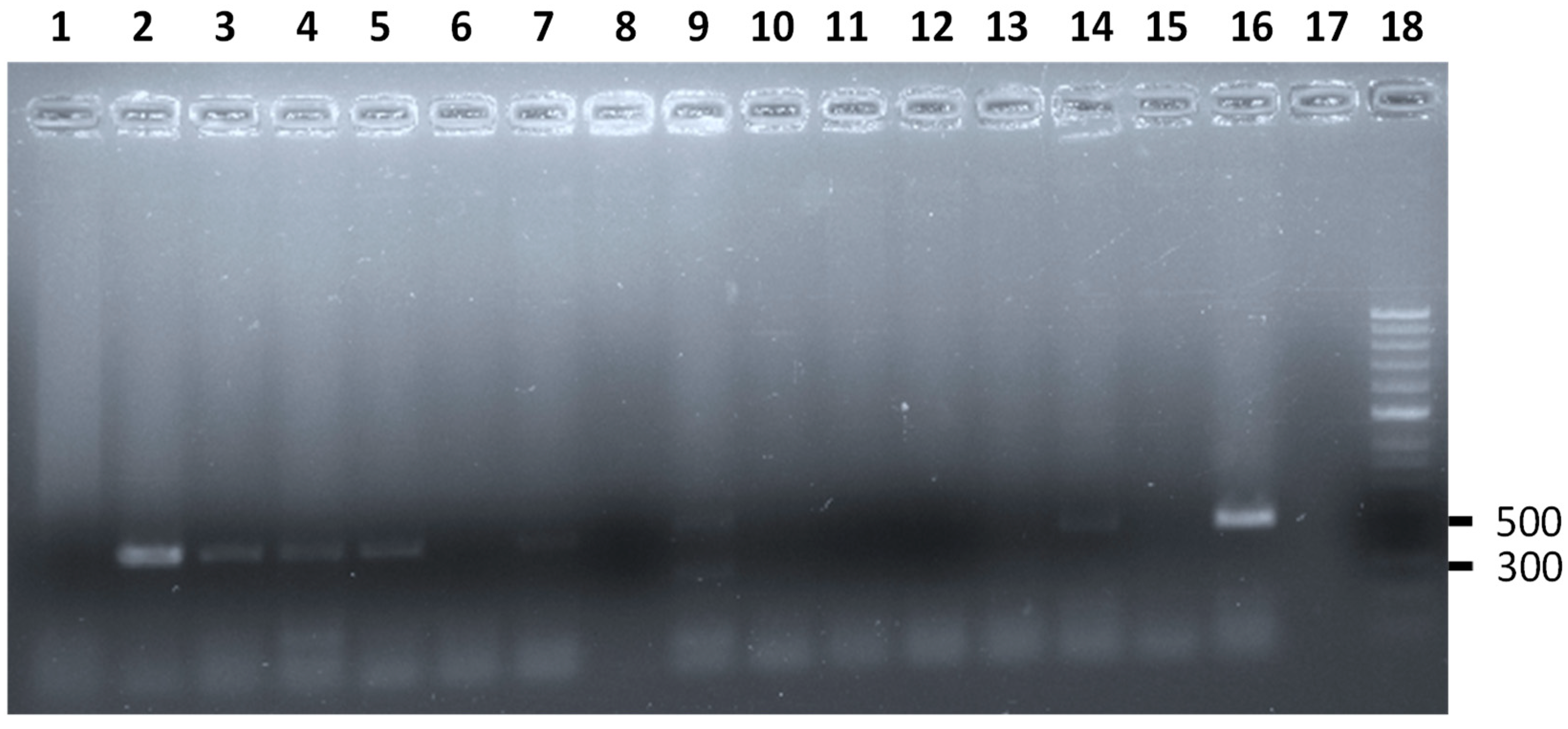 Animals 13 00414 g001