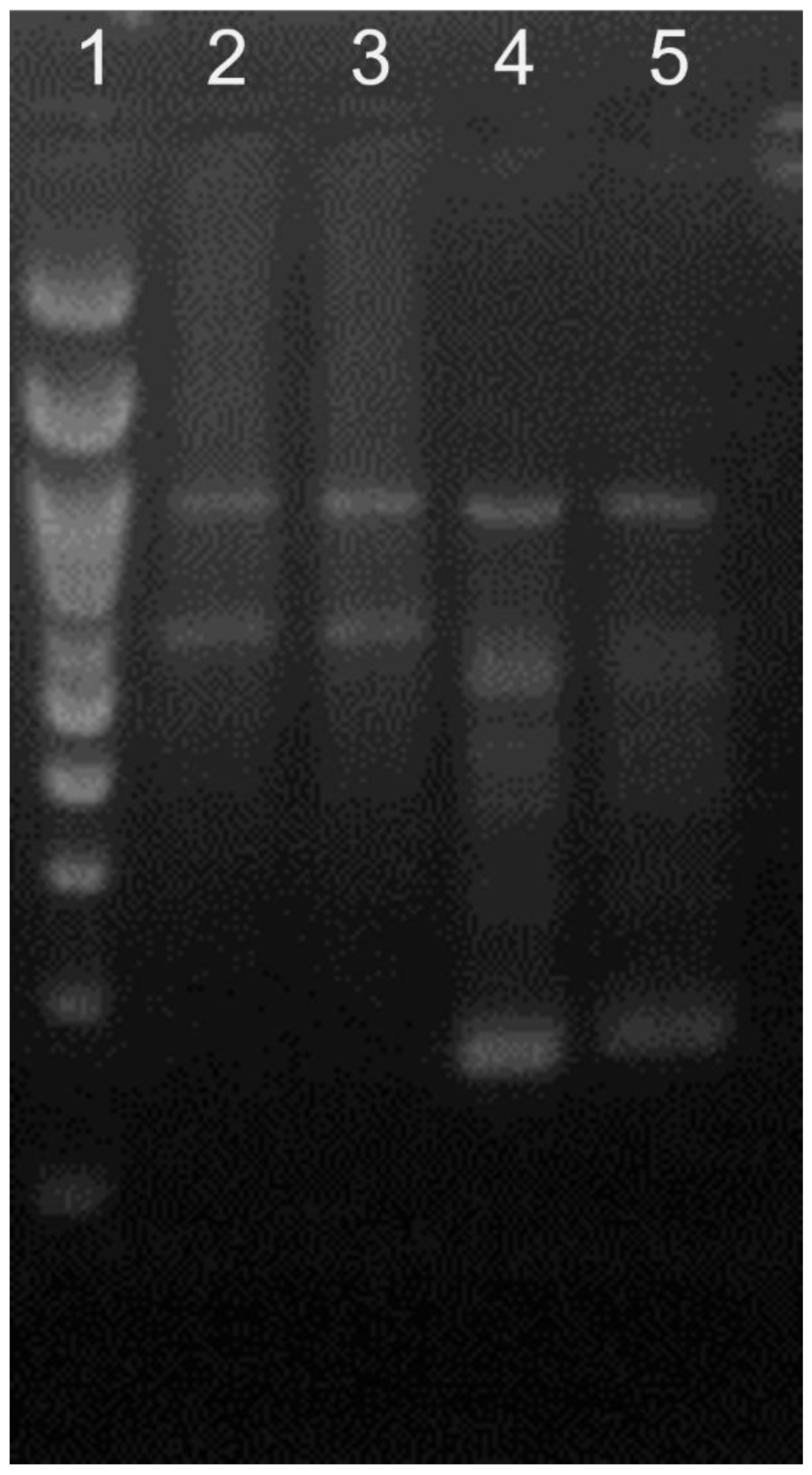 Animals 13 00417 g002