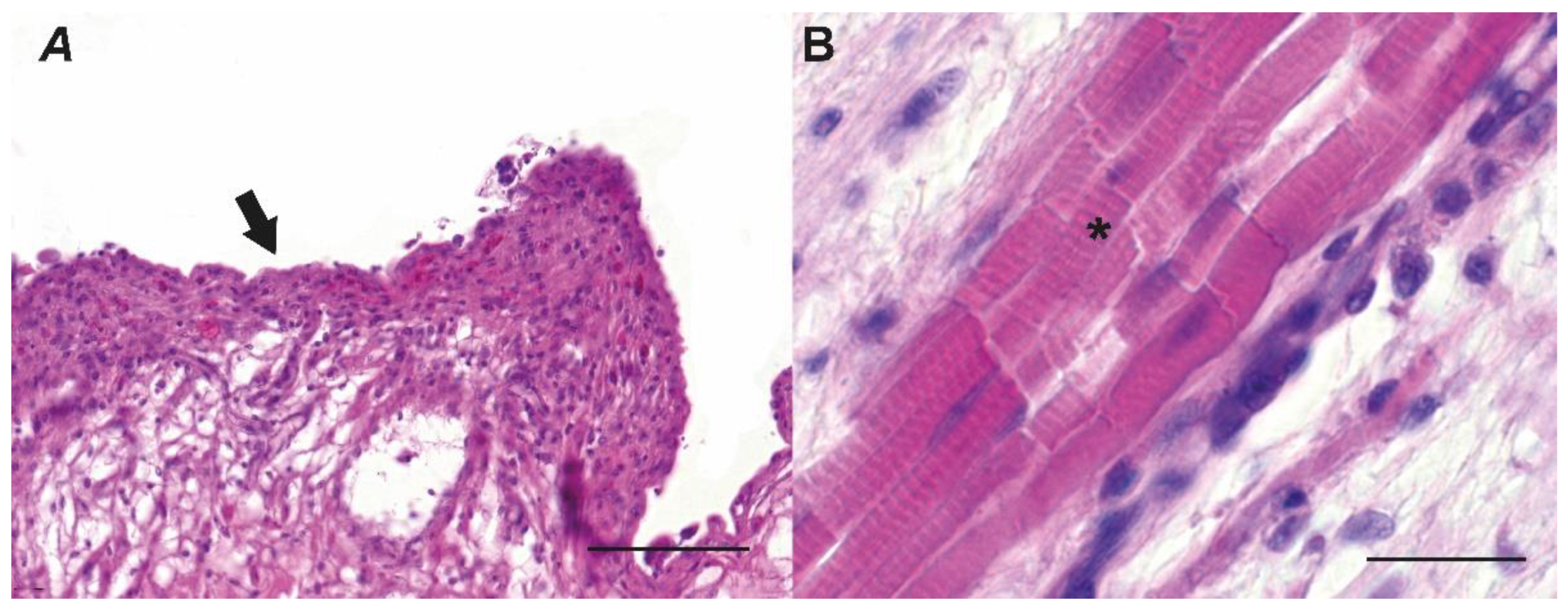 Animals 13 00420 g002