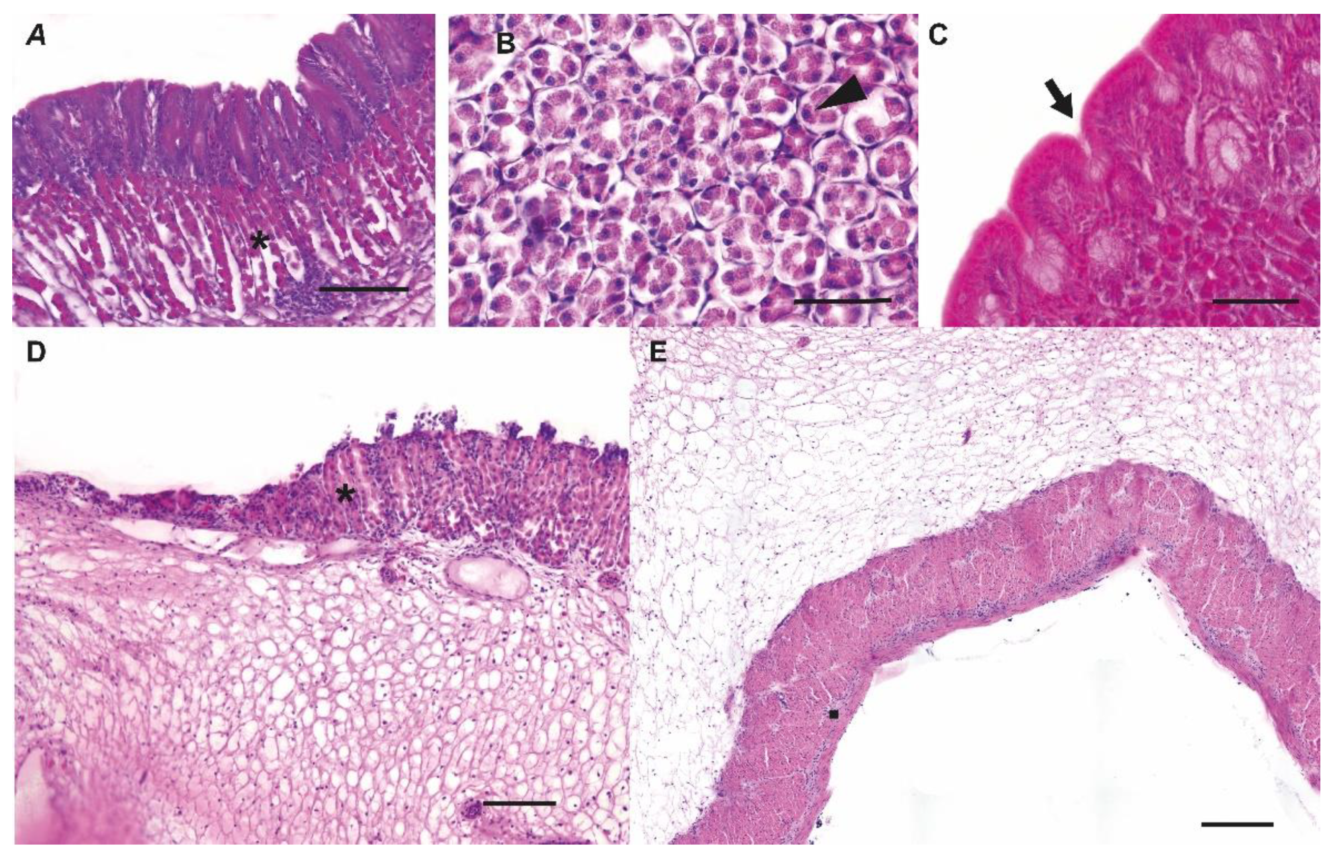 Animals 13 00420 g003