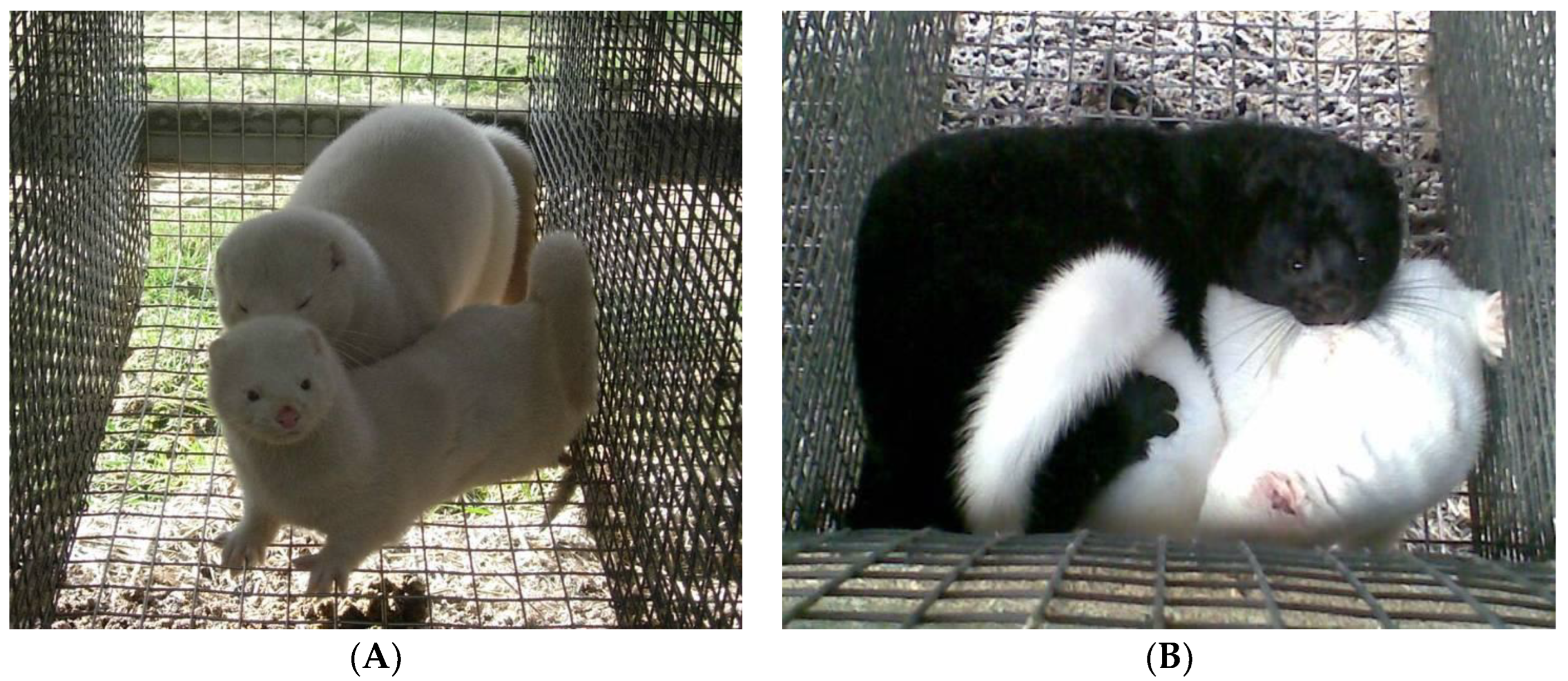 Animals 13 00443 g001