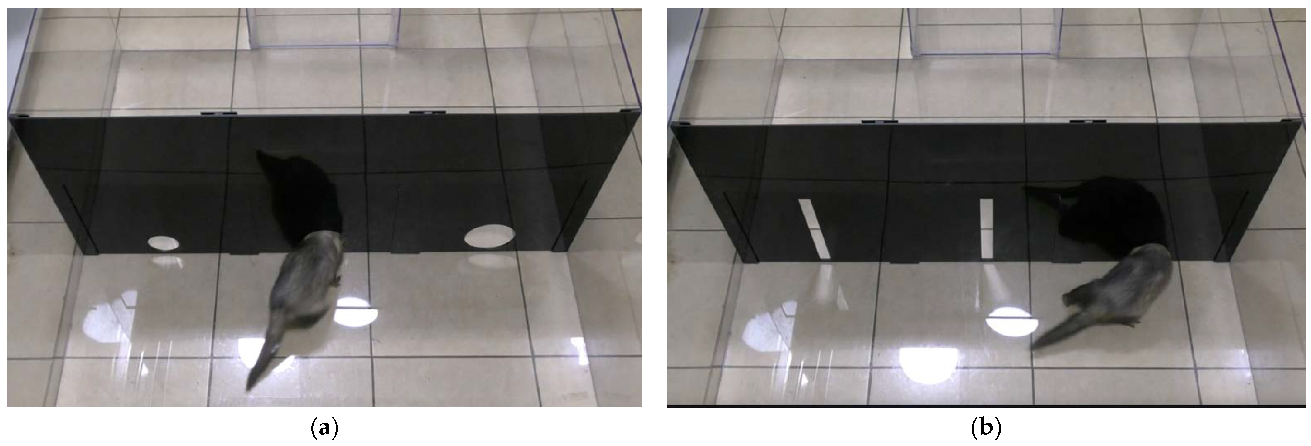 Animals 13 00444 g002 Animals 13 00444 g002