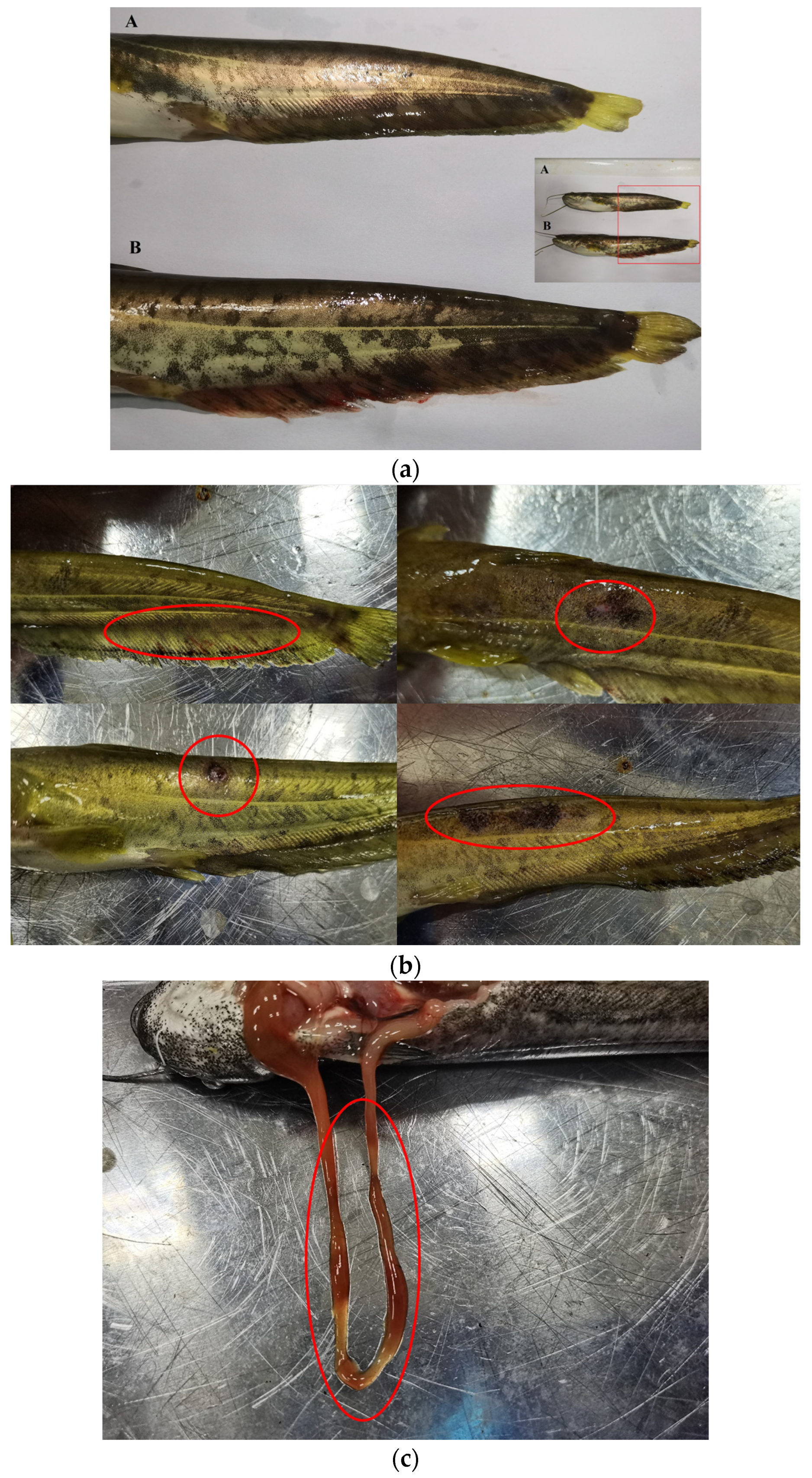 Animals 13 00449 g001 Animals 13 00449 g001