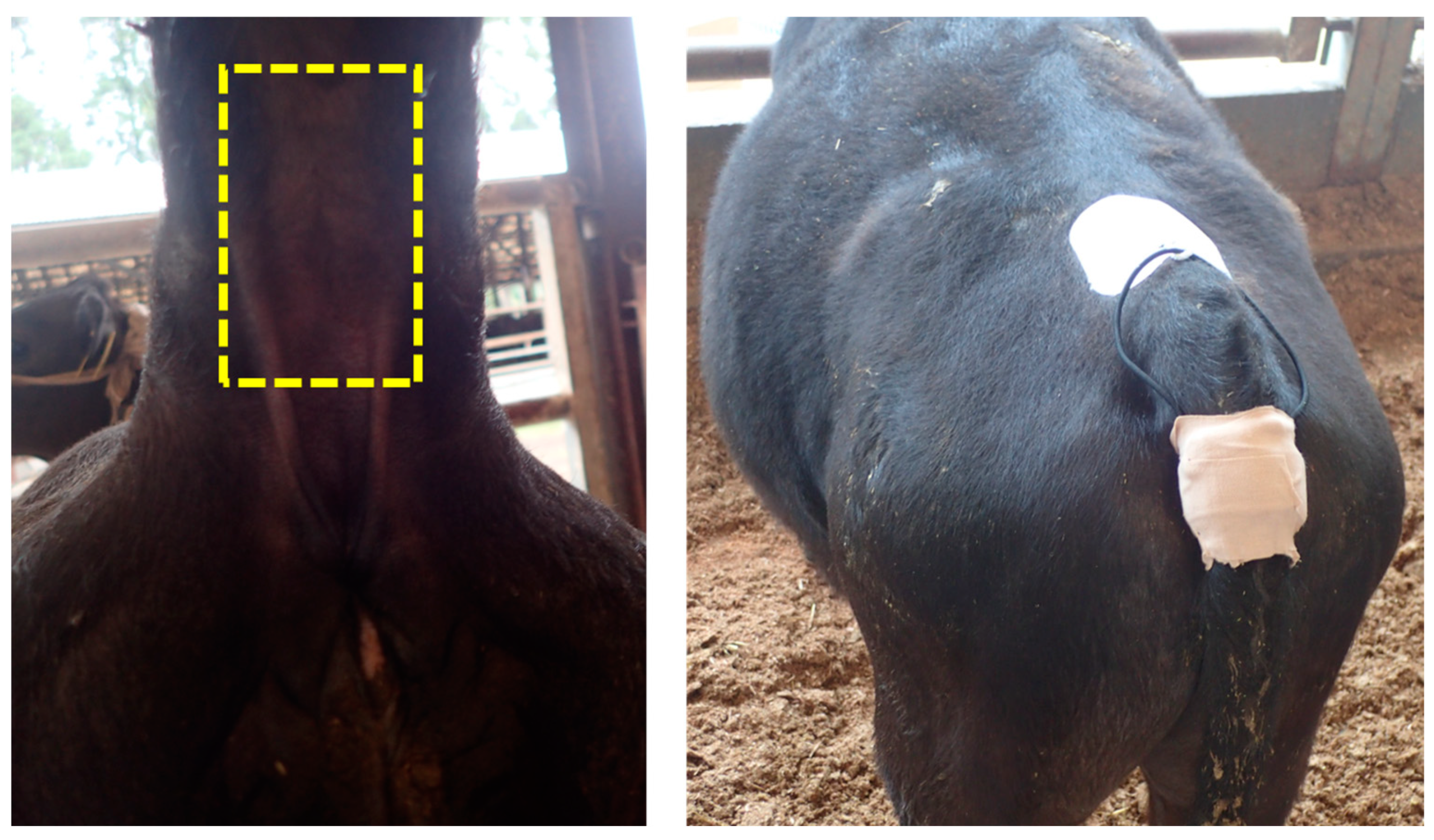 Animals 13 00469 g002