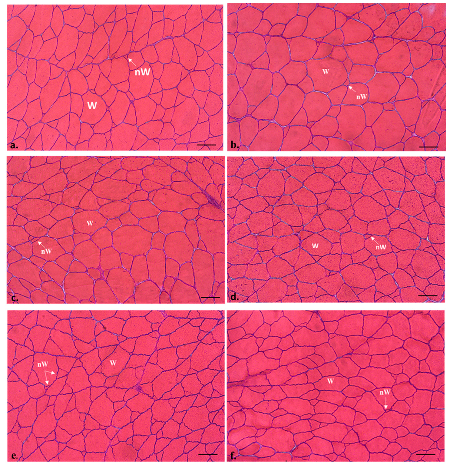 Animals 13 00482 g001