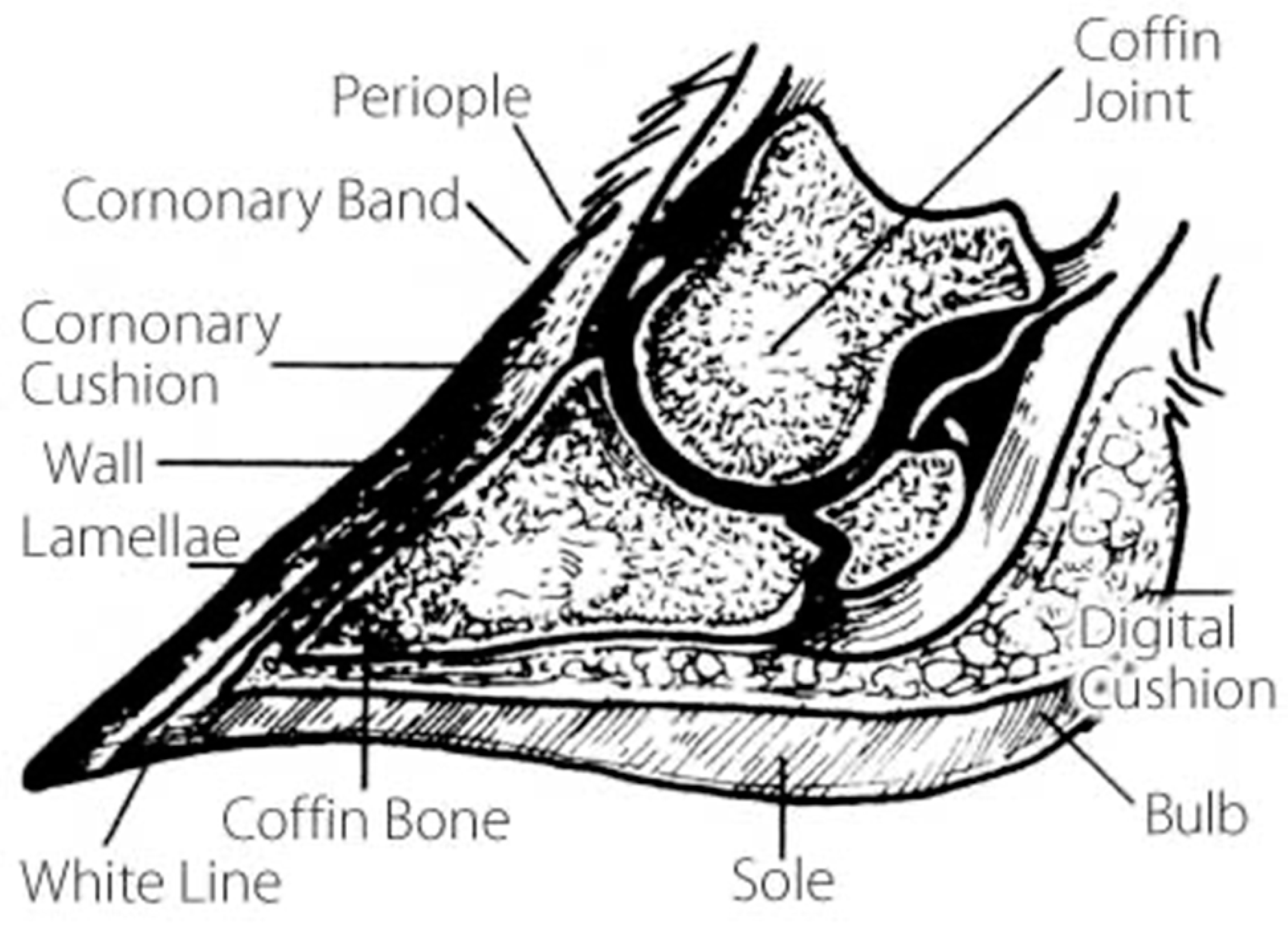 Animals 13 00495 g001