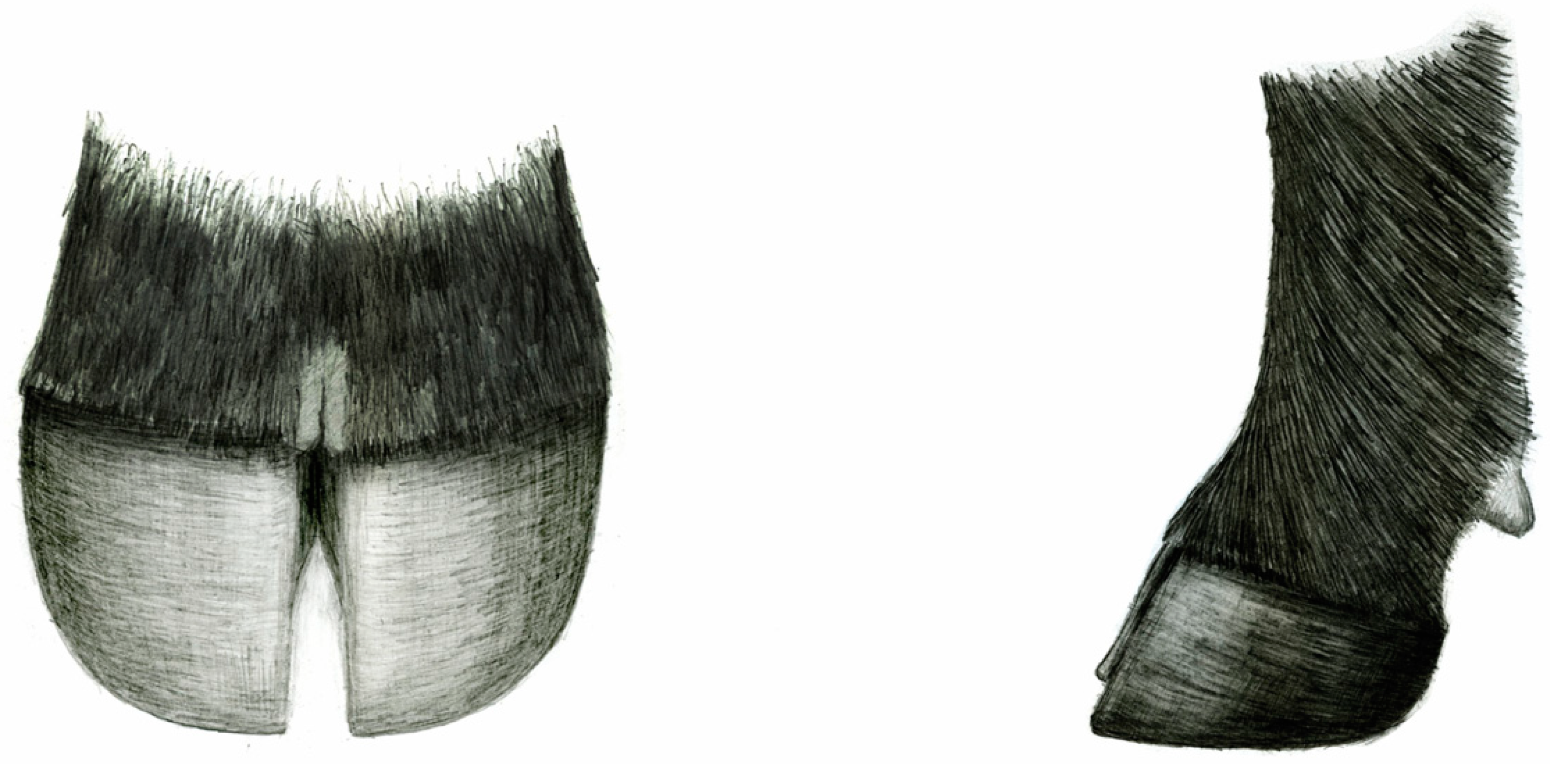 Animals 13 00495 g002