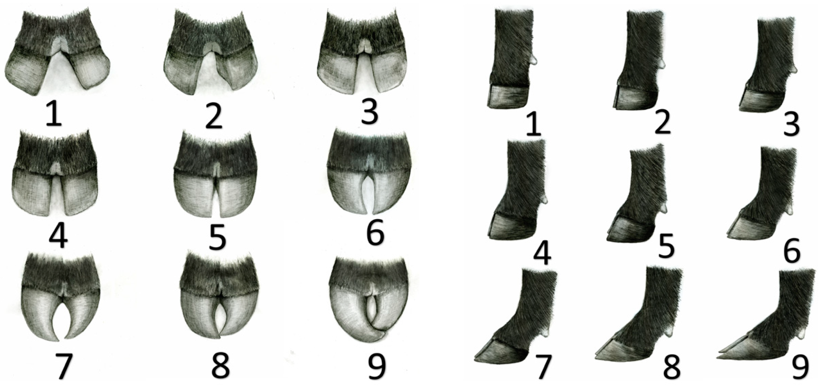 Animals 13 00495 g003