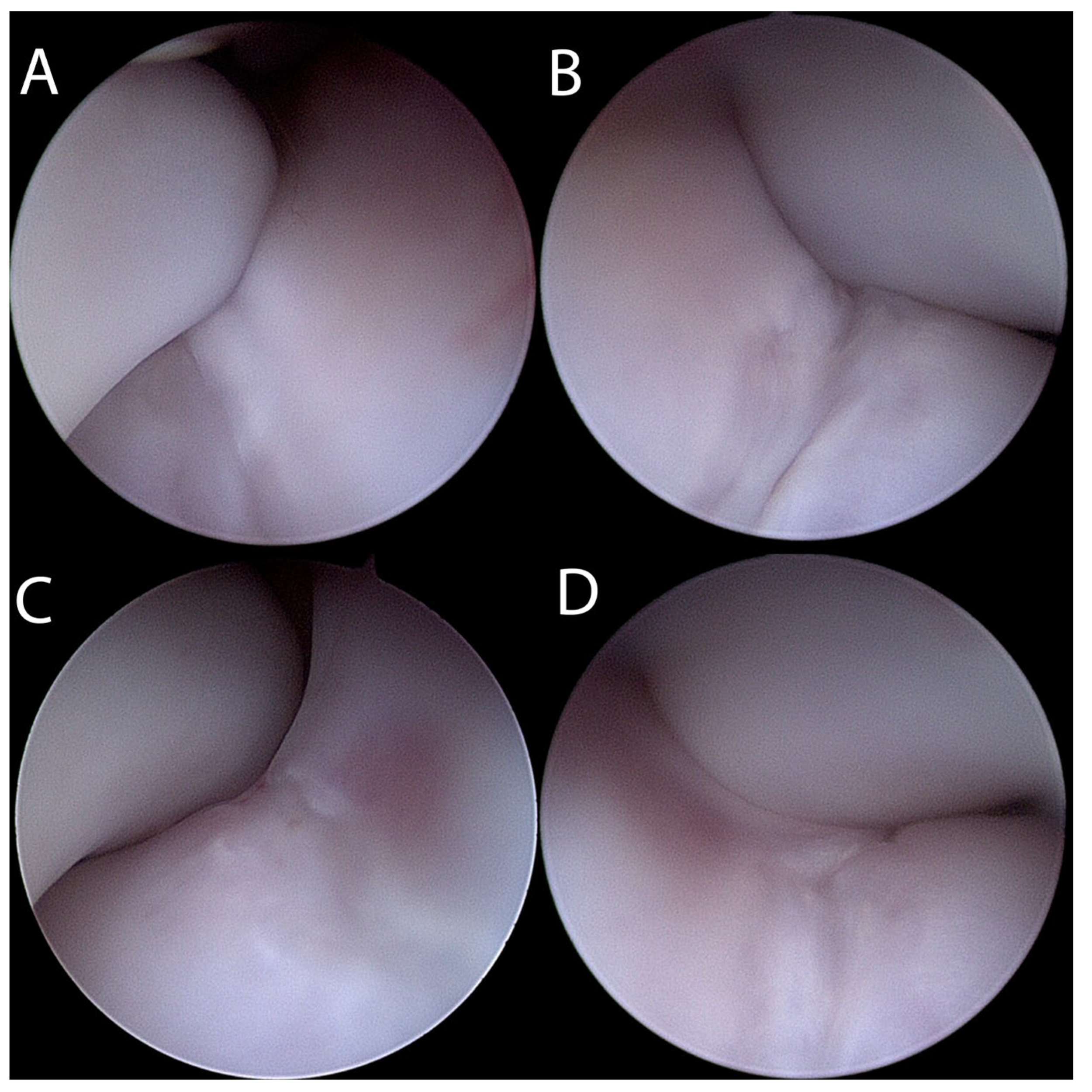 Animals 13 00519 g001