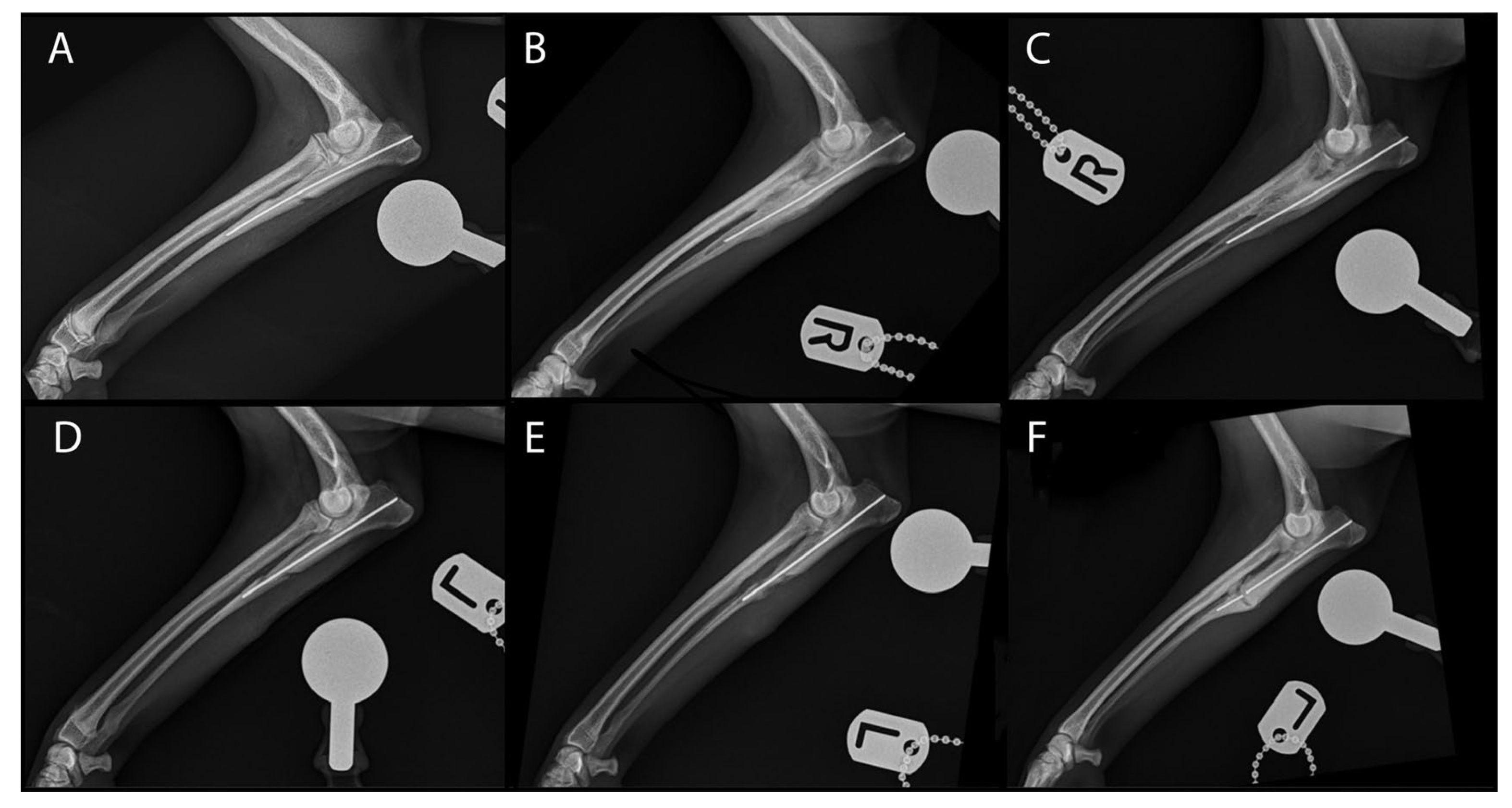 Animals 13 00519 g002