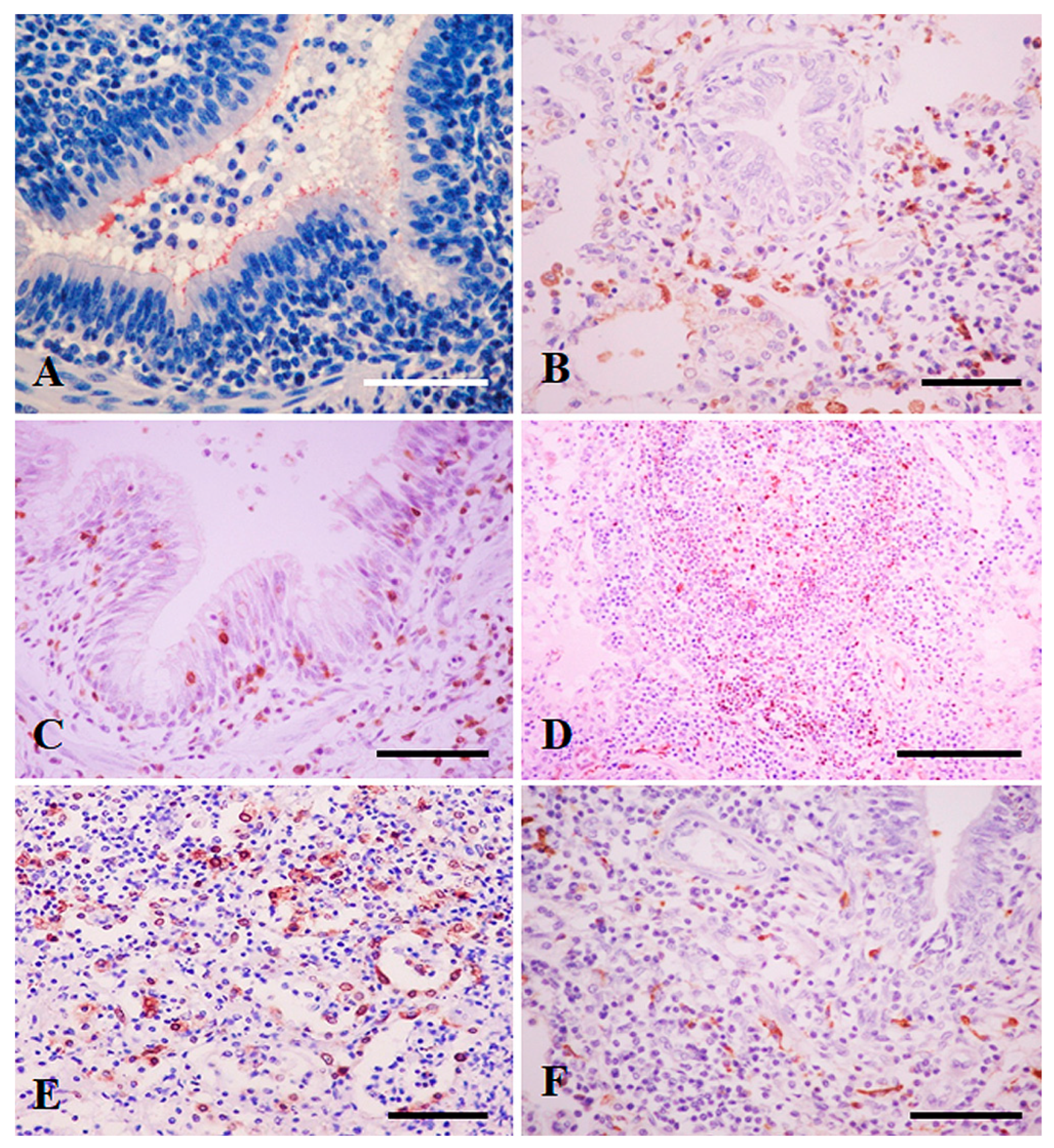 Animals 13 00520 g001 Animals 13 00520 g001