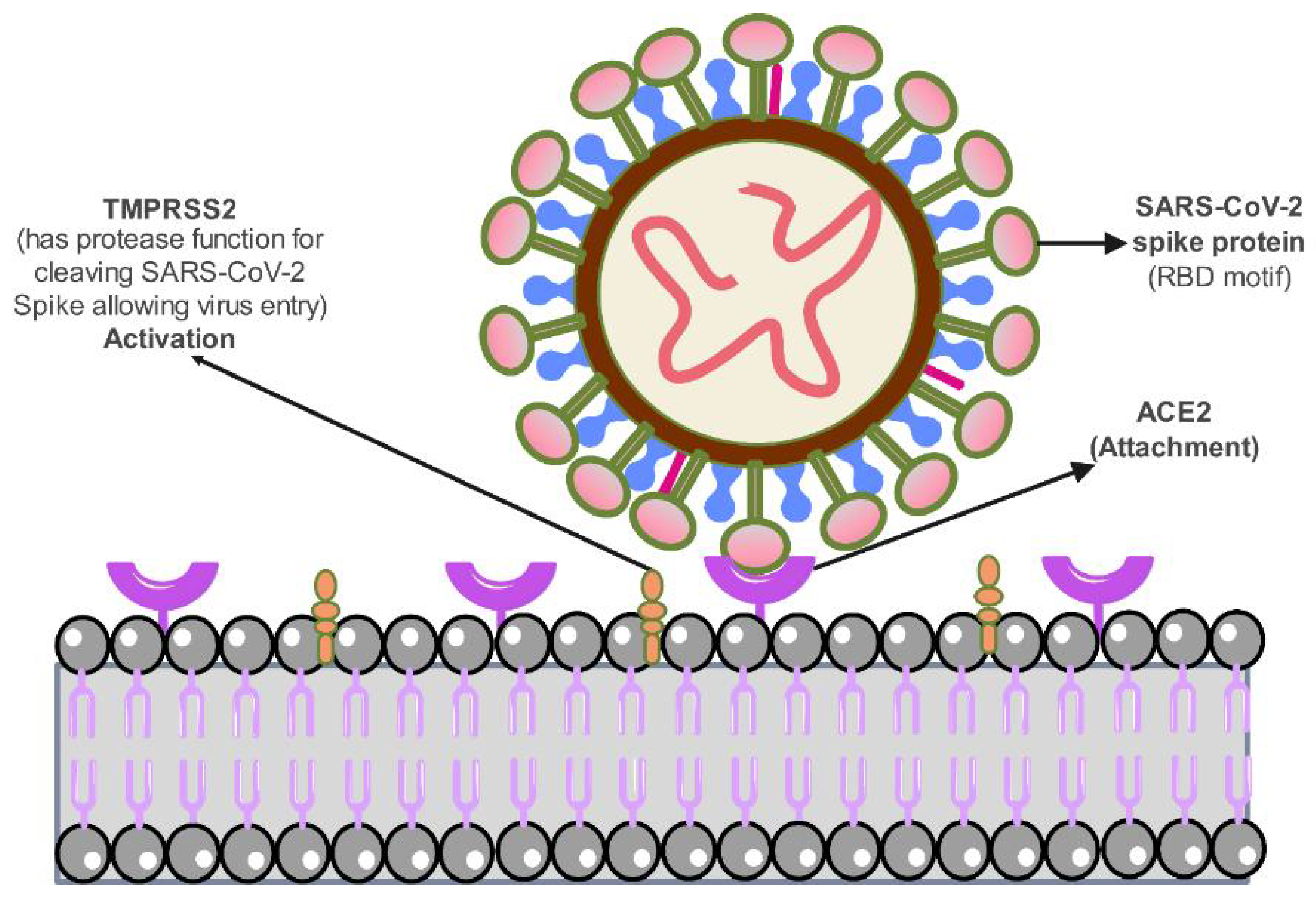 Animals 13 00524 g002