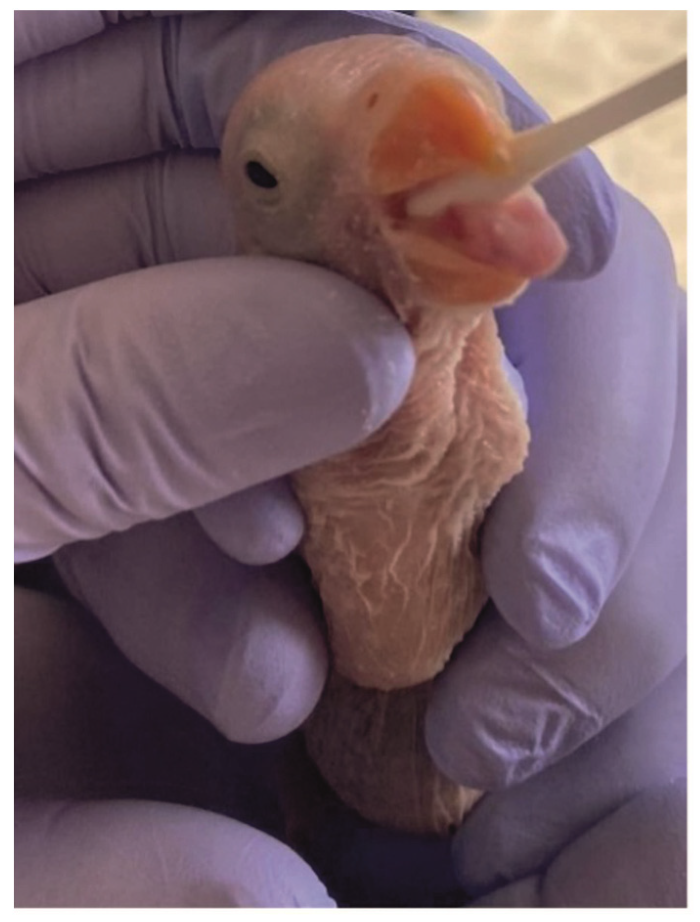 Animals 13 00525 g001 Animals 13 00525 g001