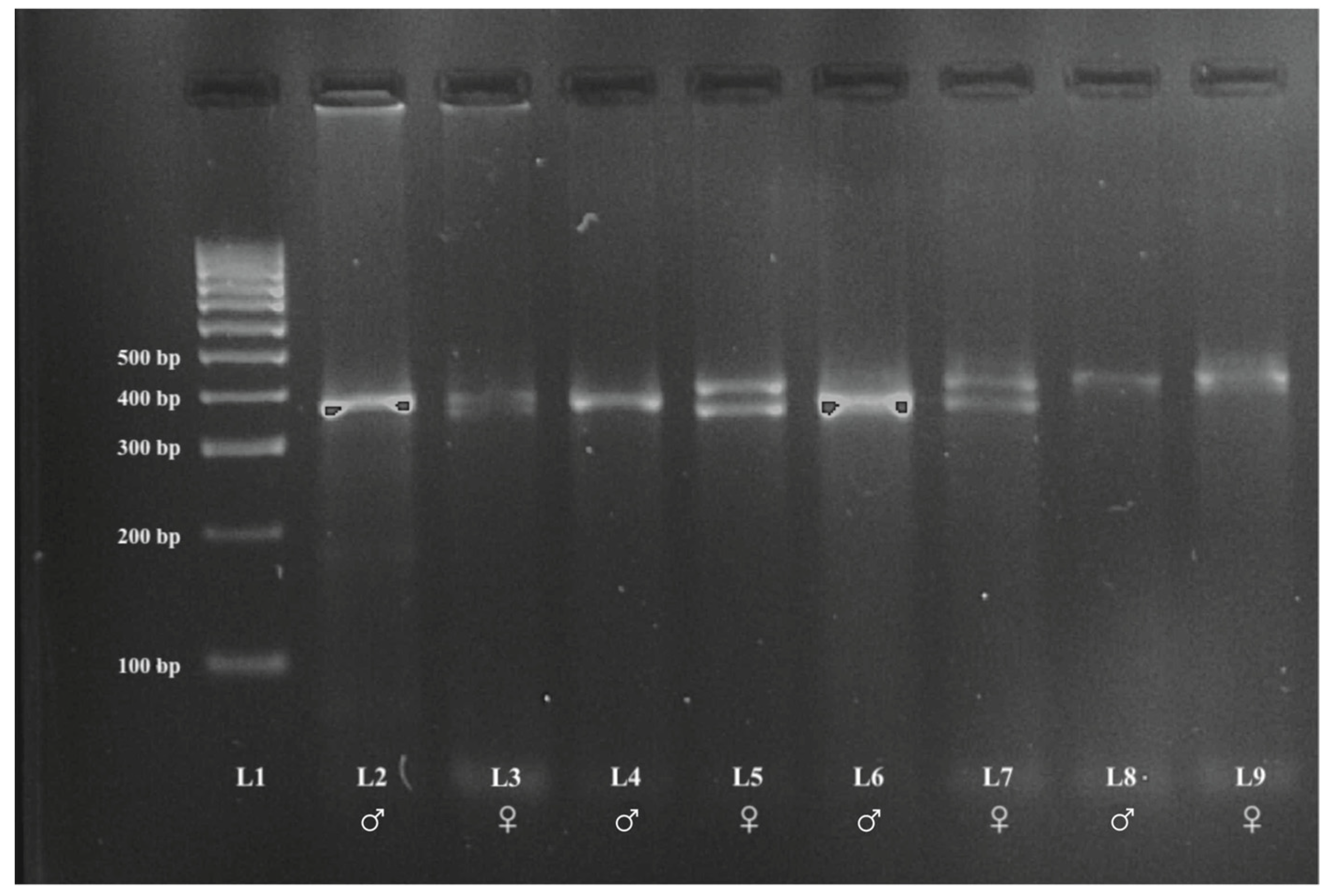 Animals 13 00525 g002 Animals 13 00525 g002