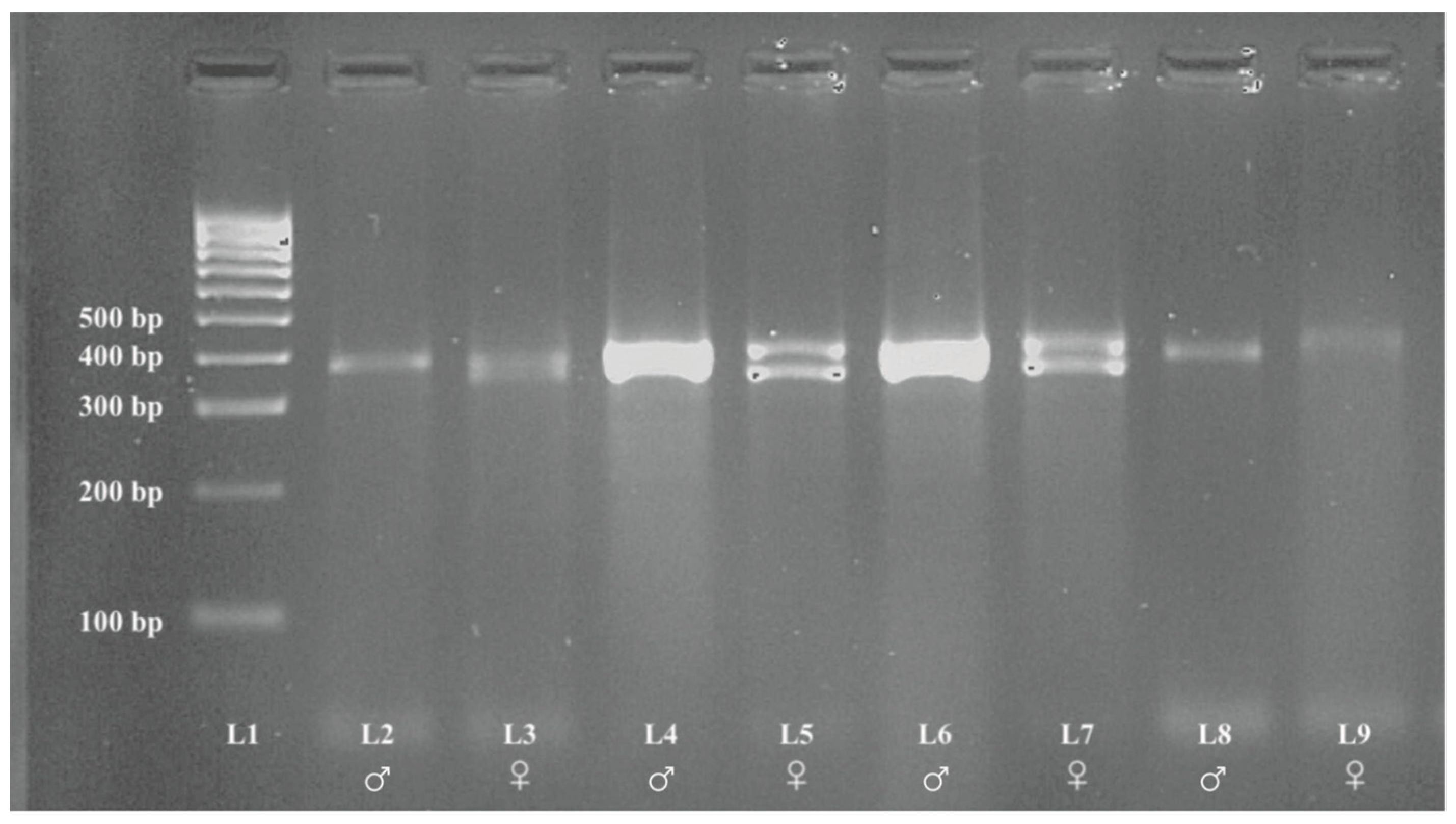 Animals 13 00525 g003 Animals 13 00525 g003