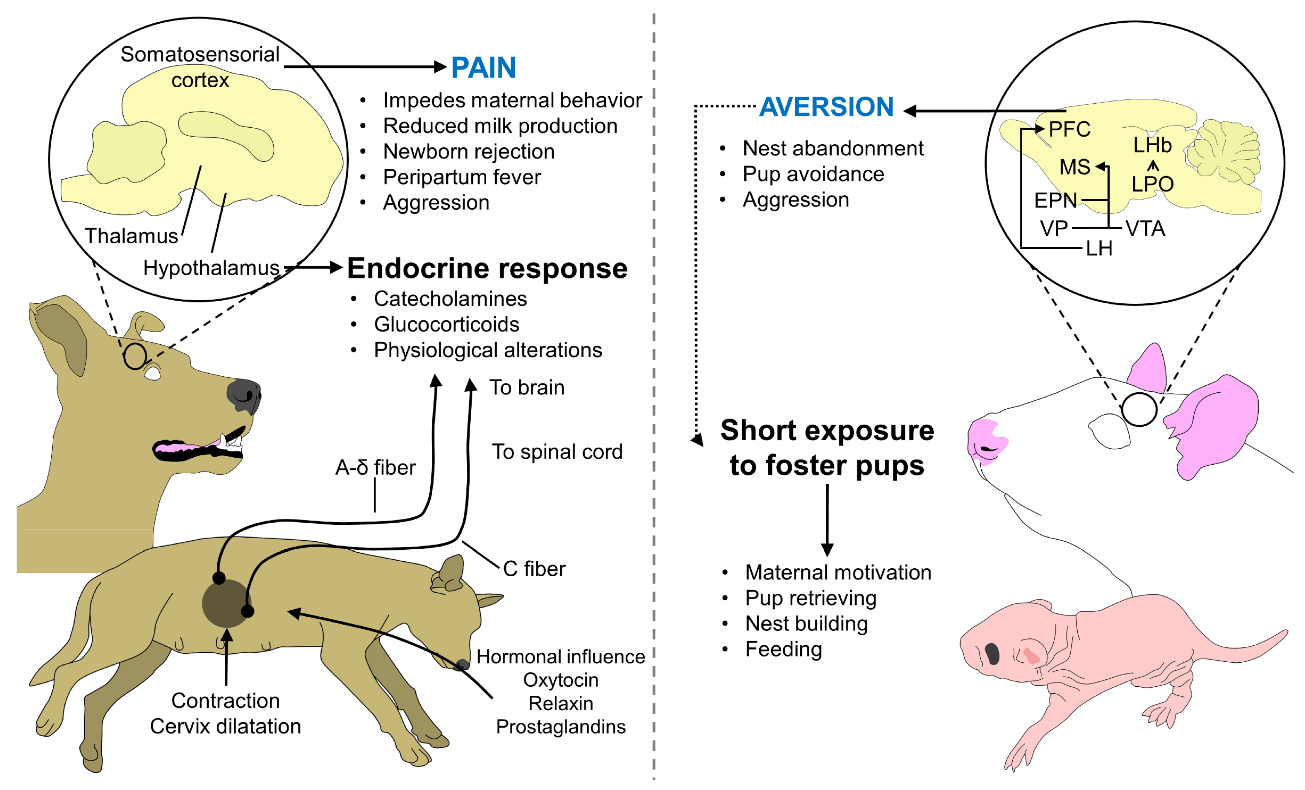 Animals 13 00532 g003