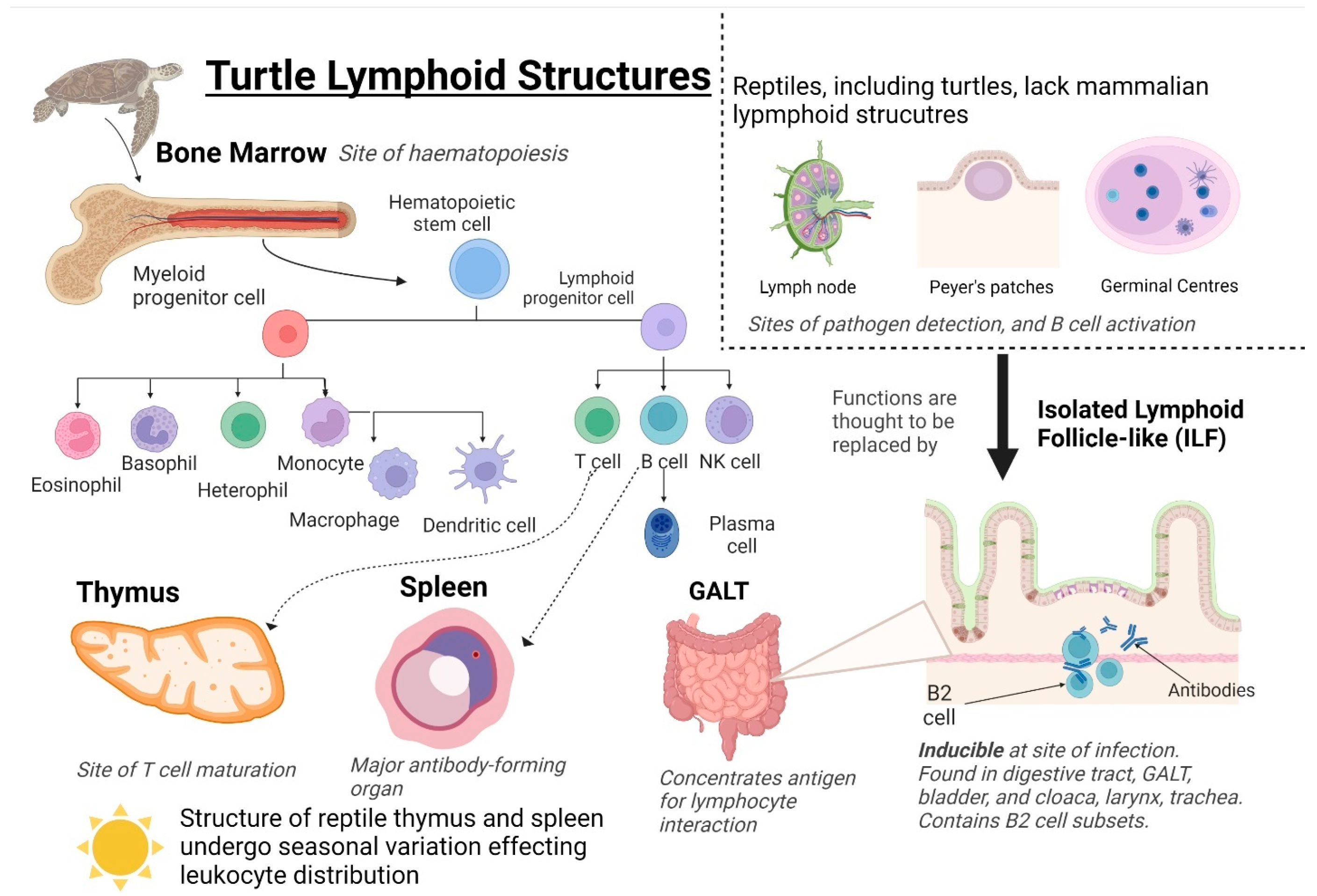 Animals 13 00556 g002